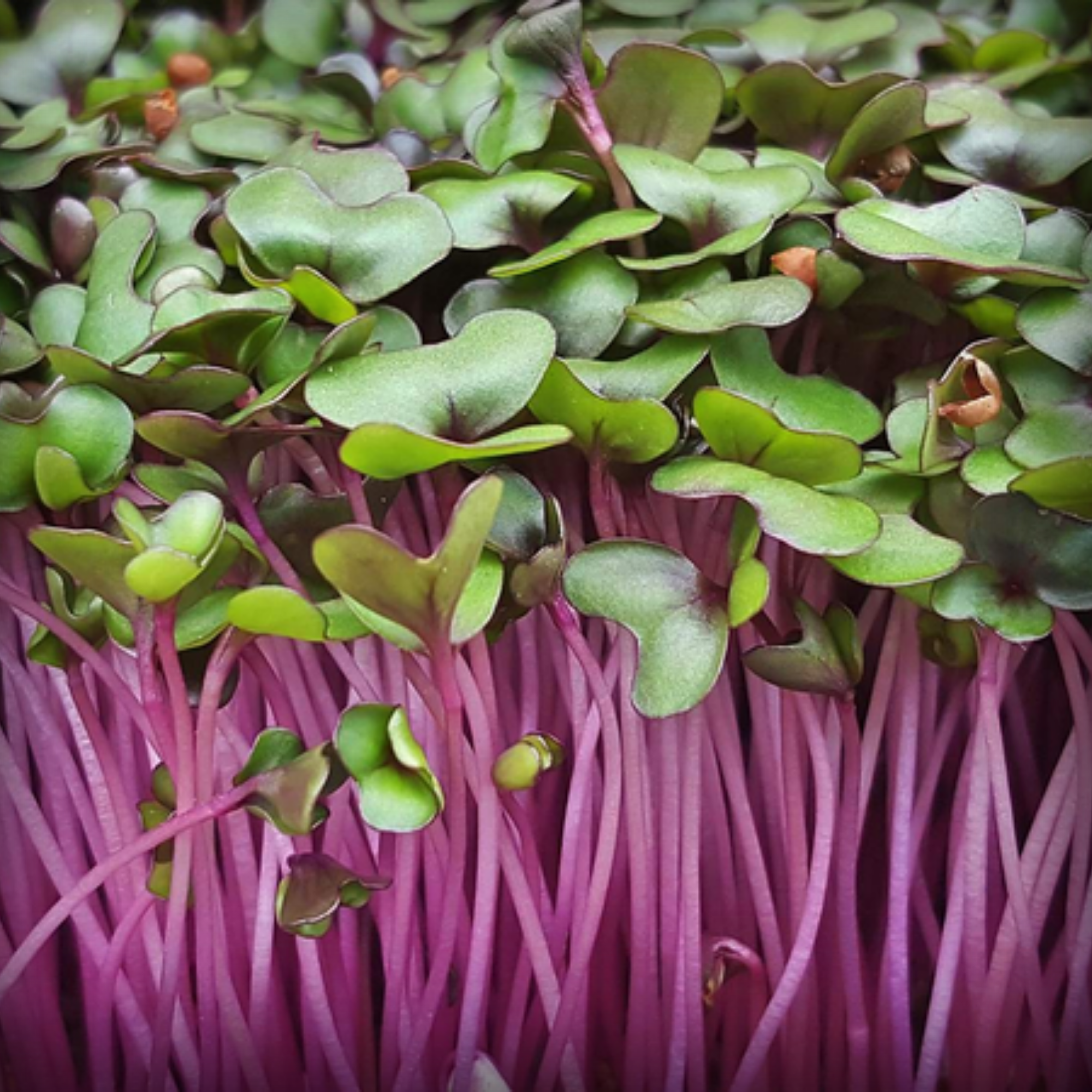 Cabbage Red Microgreen Seeds – 50g