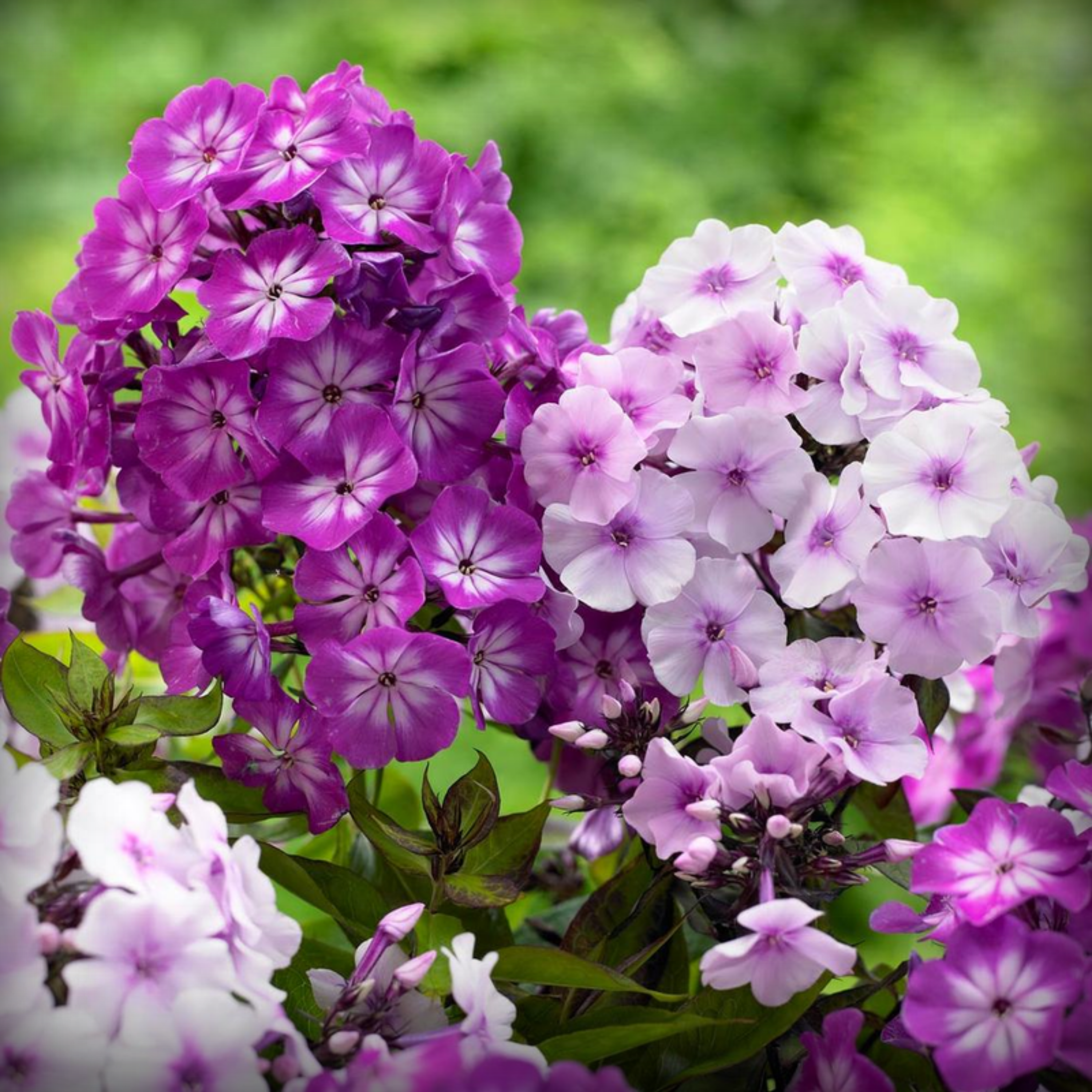 Phlox Seeds - 50 Seeds