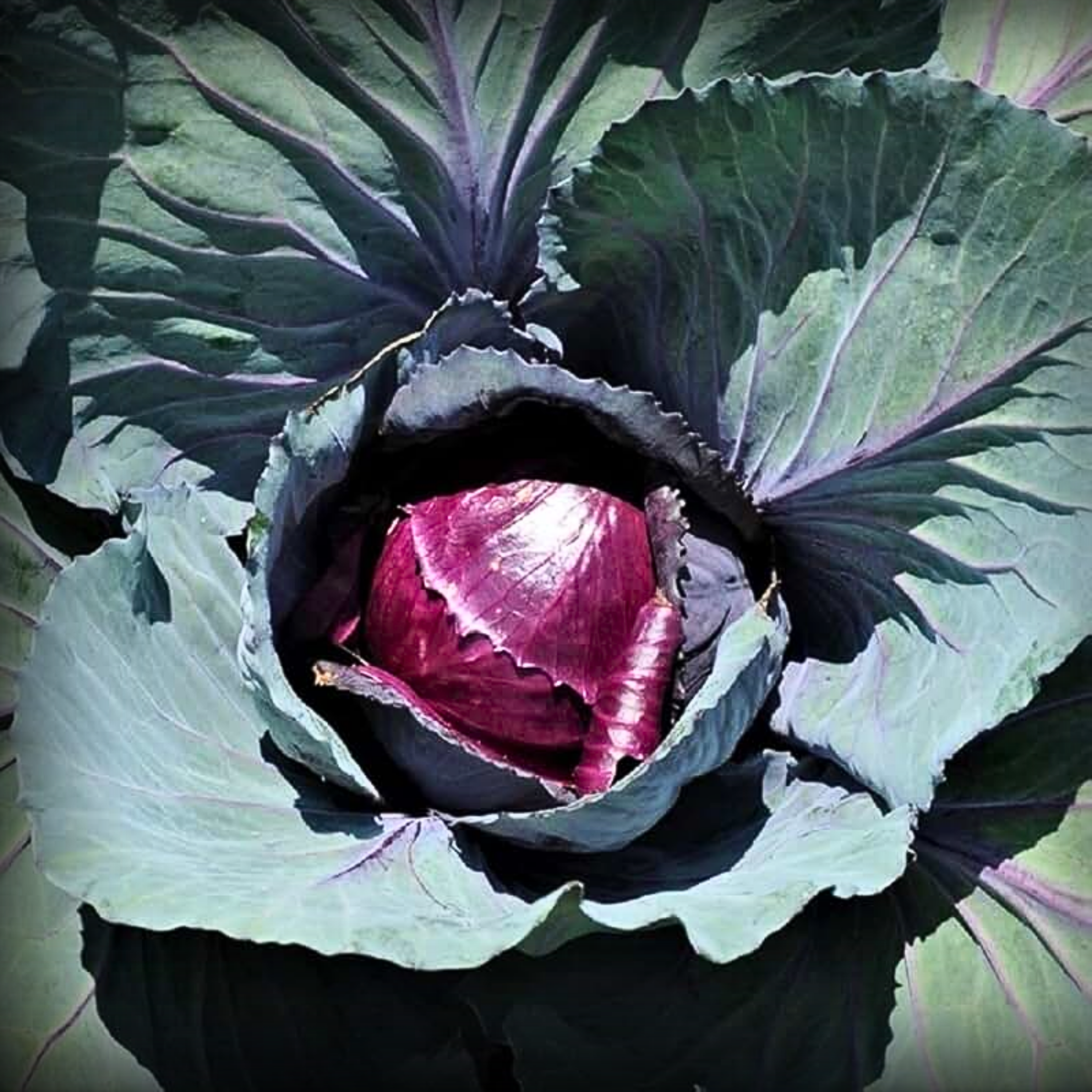 Hybrid Red Cabbage Seeds - 20 Seeds