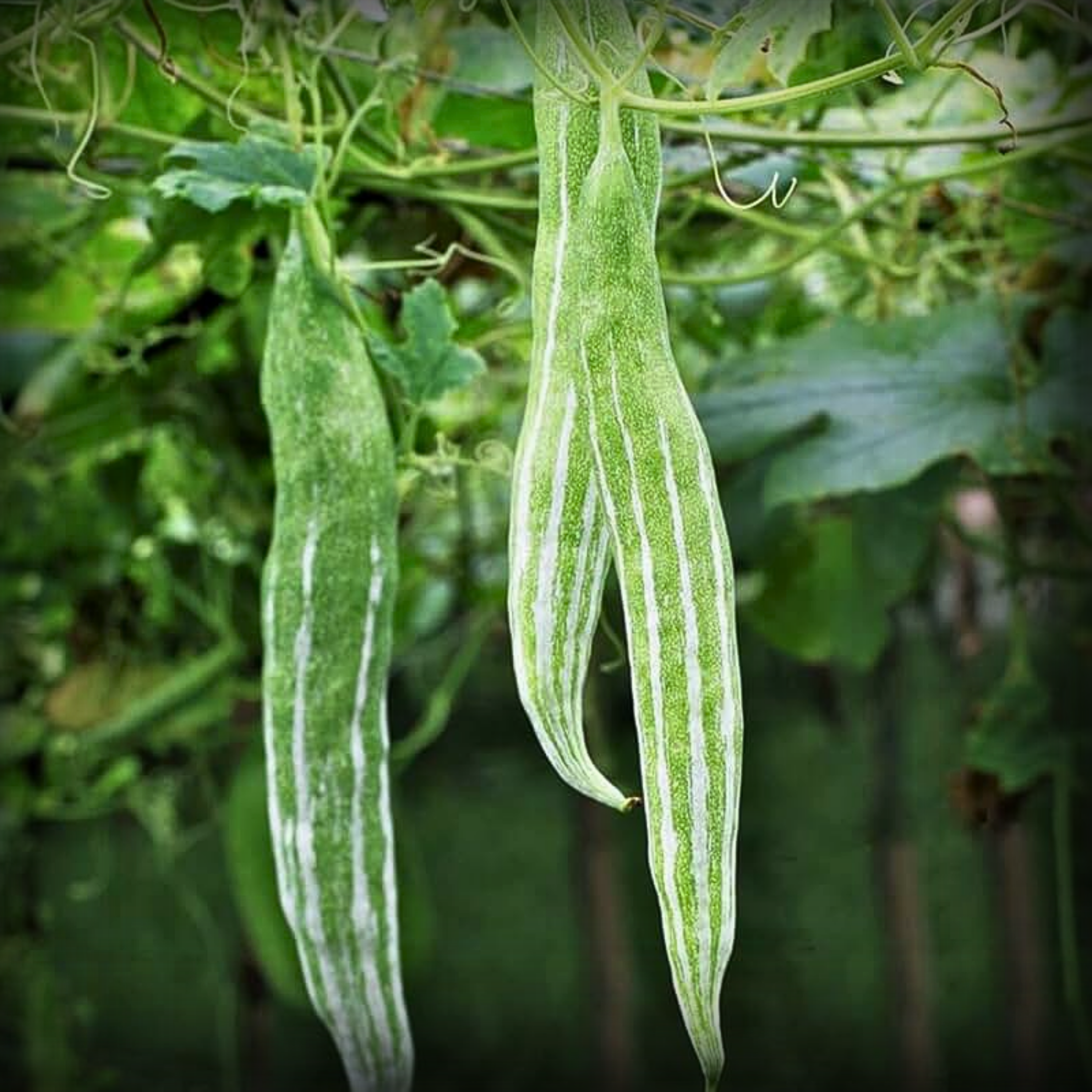 Hybrid Snake Gourd Seeds - 10 Seeds