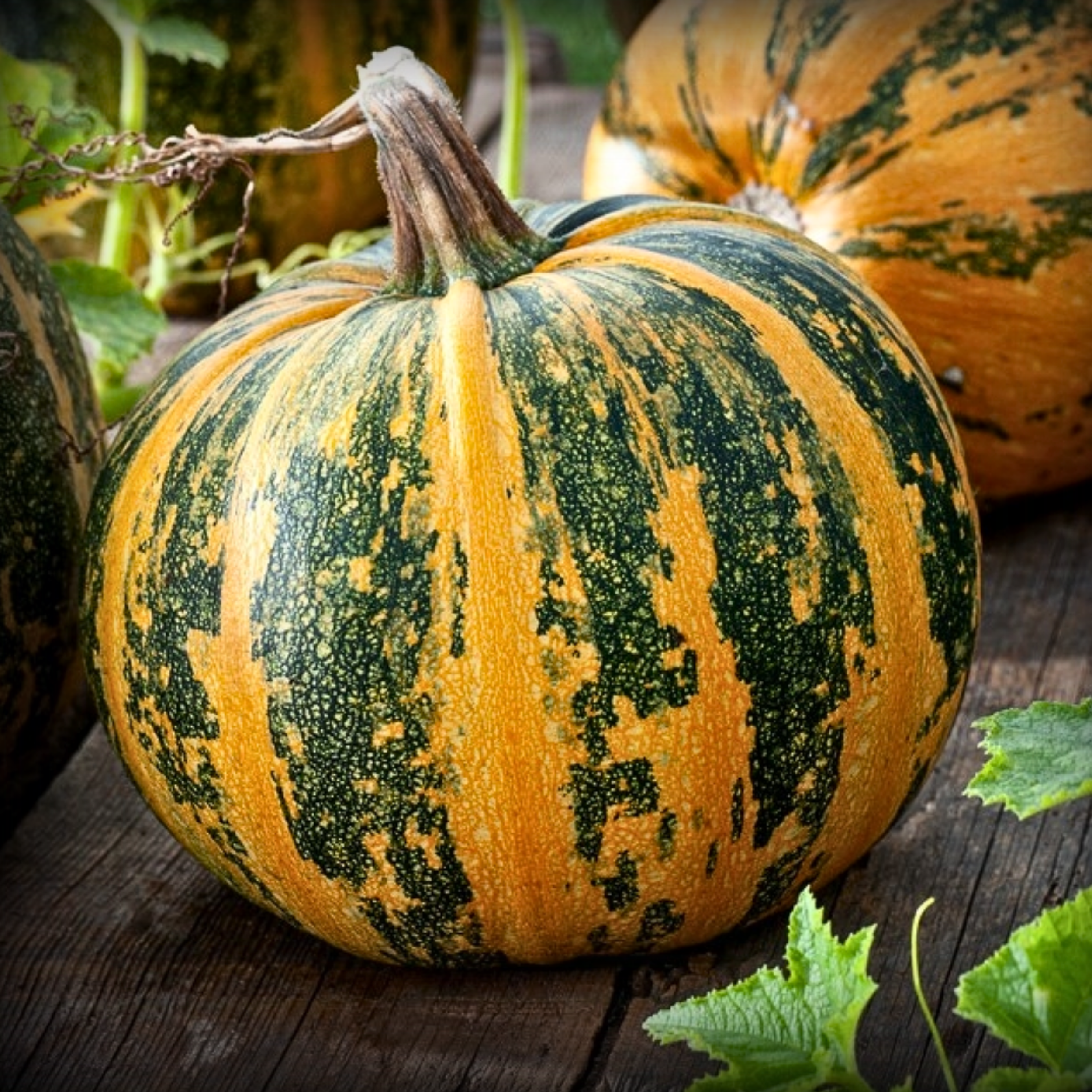 Hybrid Pumpkin Seeds - 10 Seeds