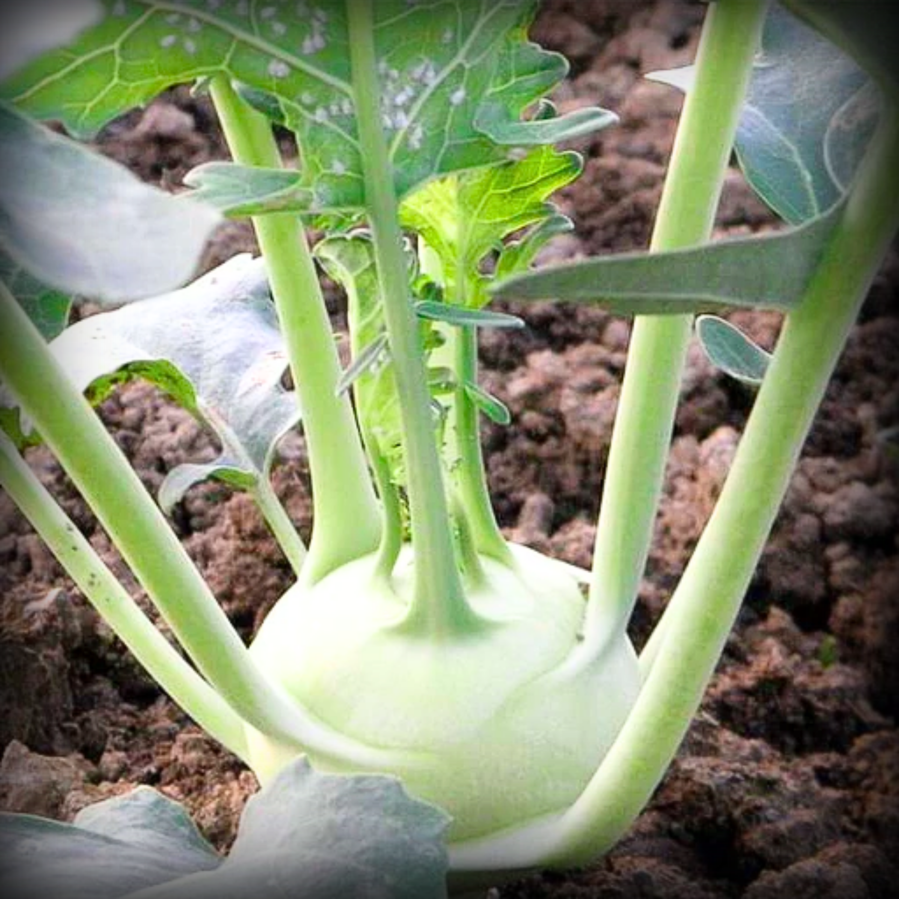 Knol Khol Seeds - 50 Seeds