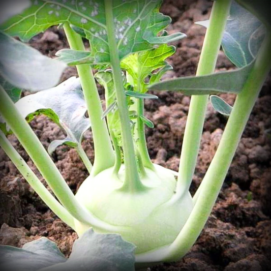 Knol Khol Seeds - 50 Seeds