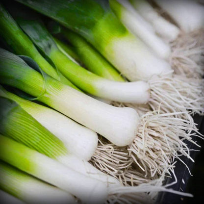 Hybrid Leek Seeds - 20 Seeds