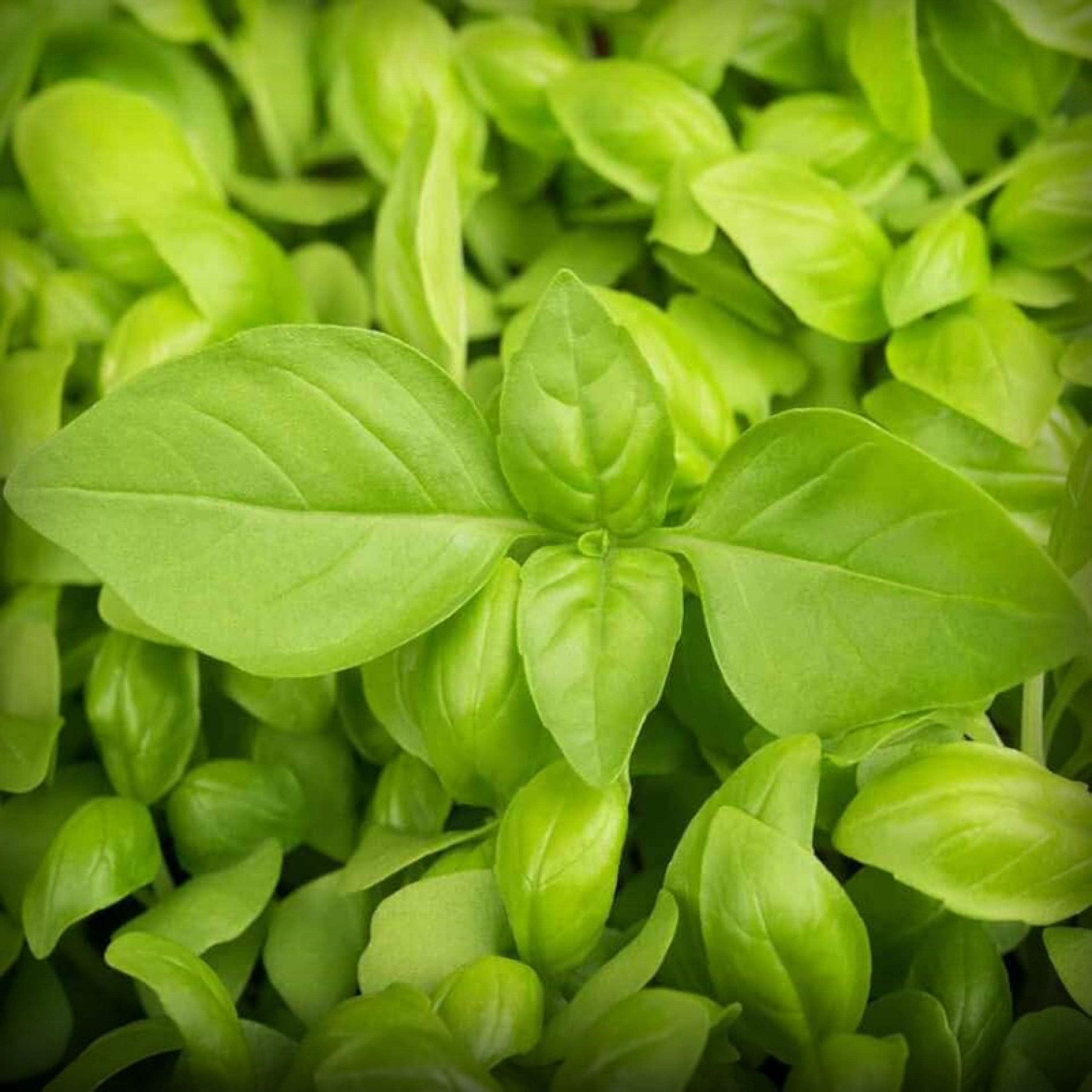 Hybrid Lemon Basil Seeds - 50 Seeds