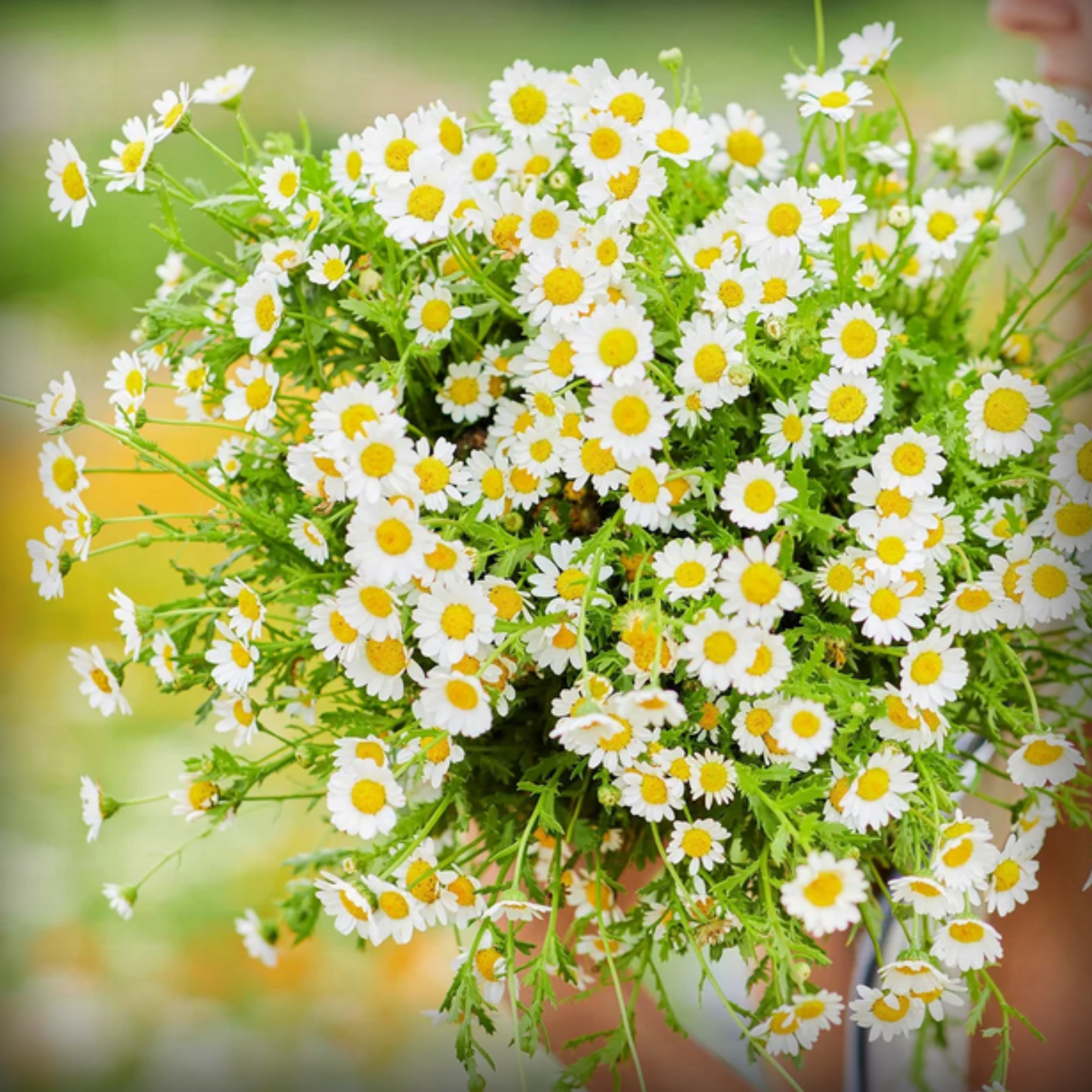 Chrysanthemum Paludosum Seeds - 50 Seeds