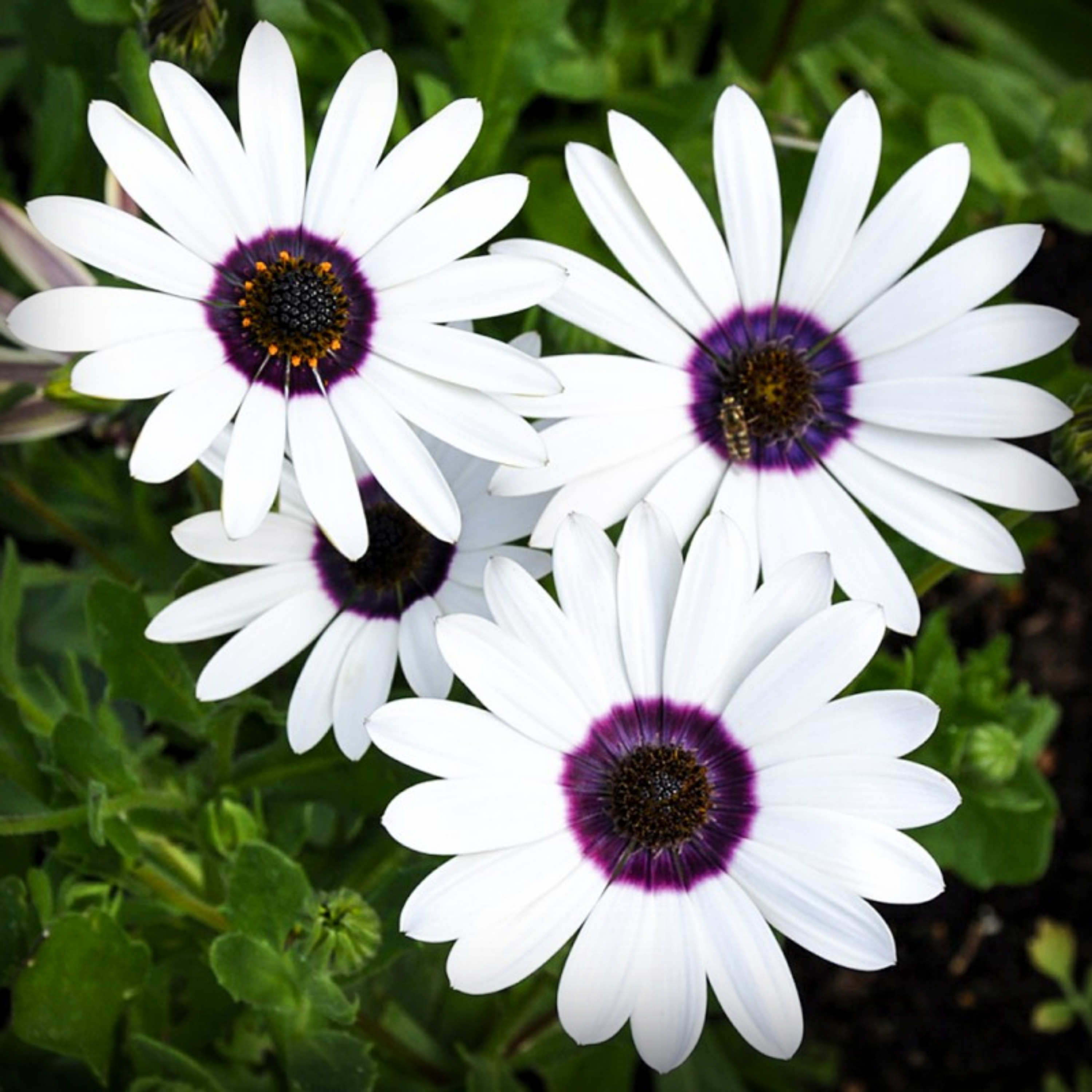 Dimorphoteca Seeds - 20 Seeds