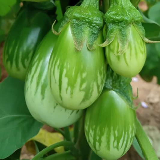 Brinjal Green Round Seeds - 50 Seeds