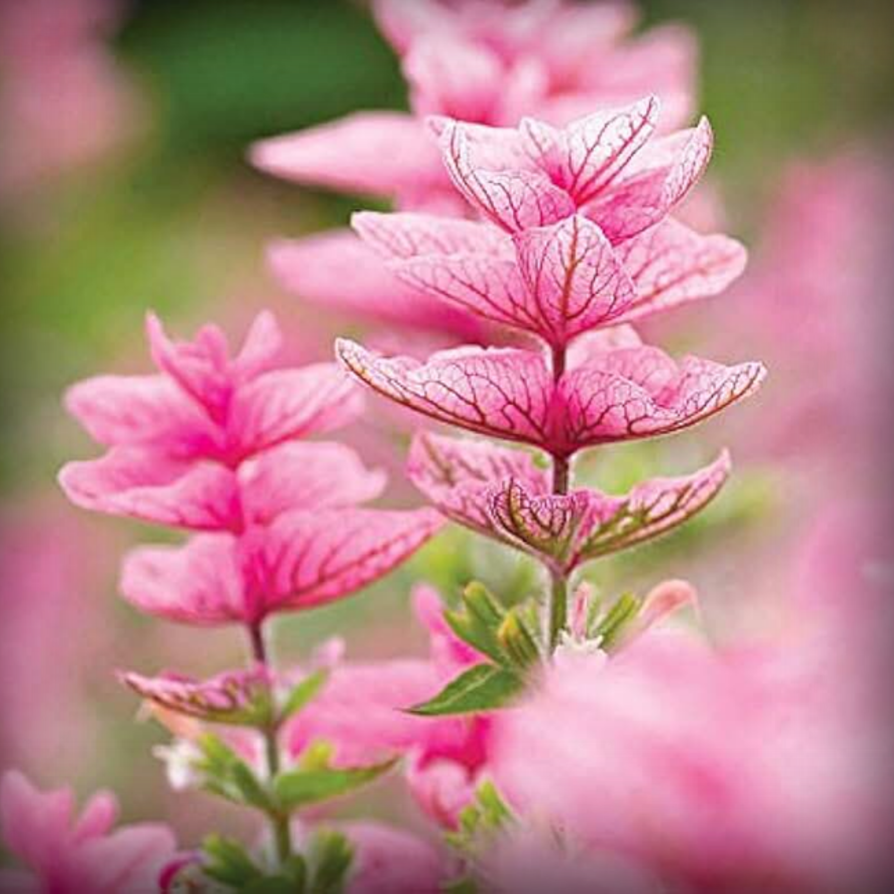 Salvia Pink Sundae Seeds – 50 Seeds – ONLY FOR ORGANIC