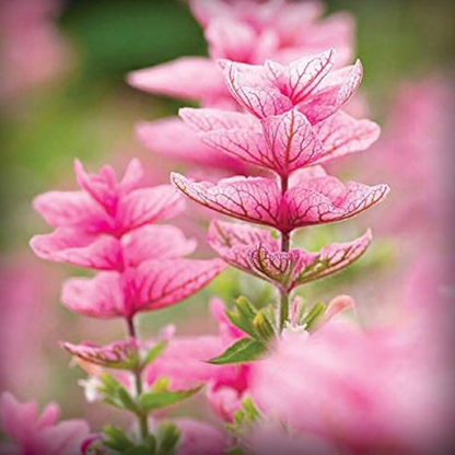 Salvia Pink Sundae Seeds – 50 Seeds