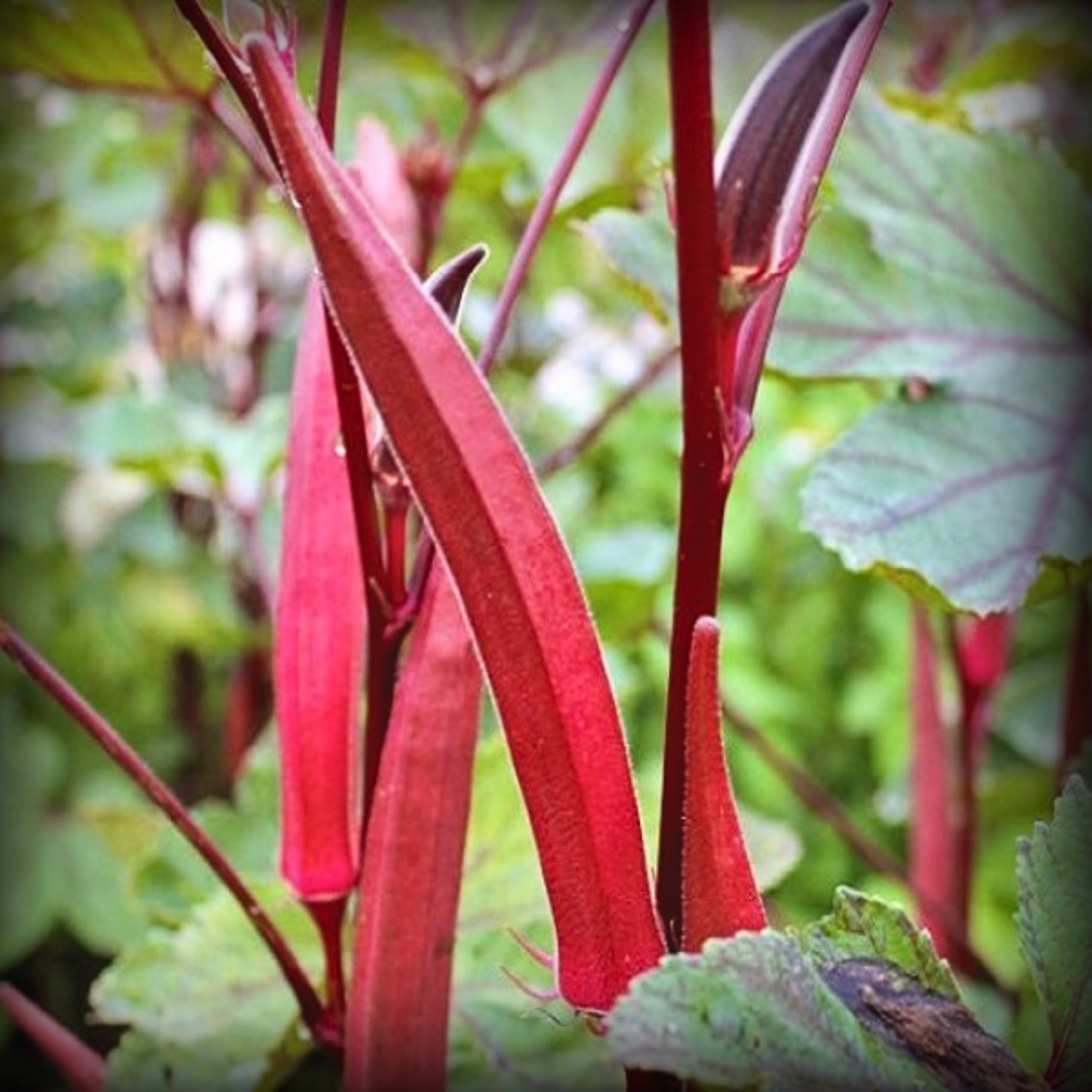 Hybrid Red Lady Finger Seeds - 20 Seeds