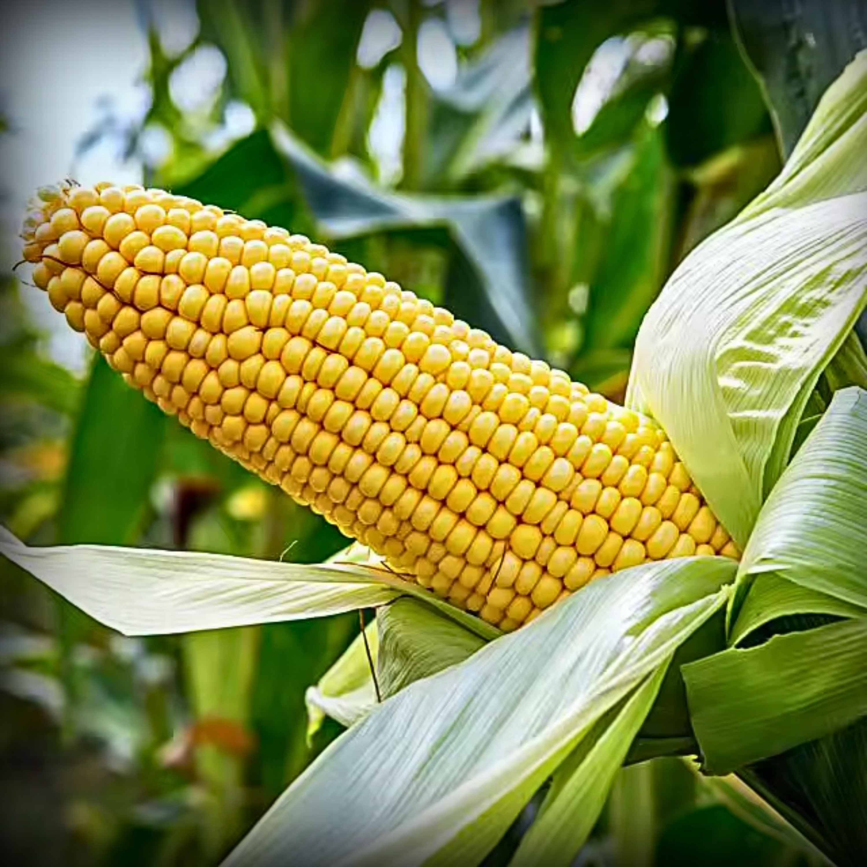 Hybrid Maize Seeds - 20 Seeds
