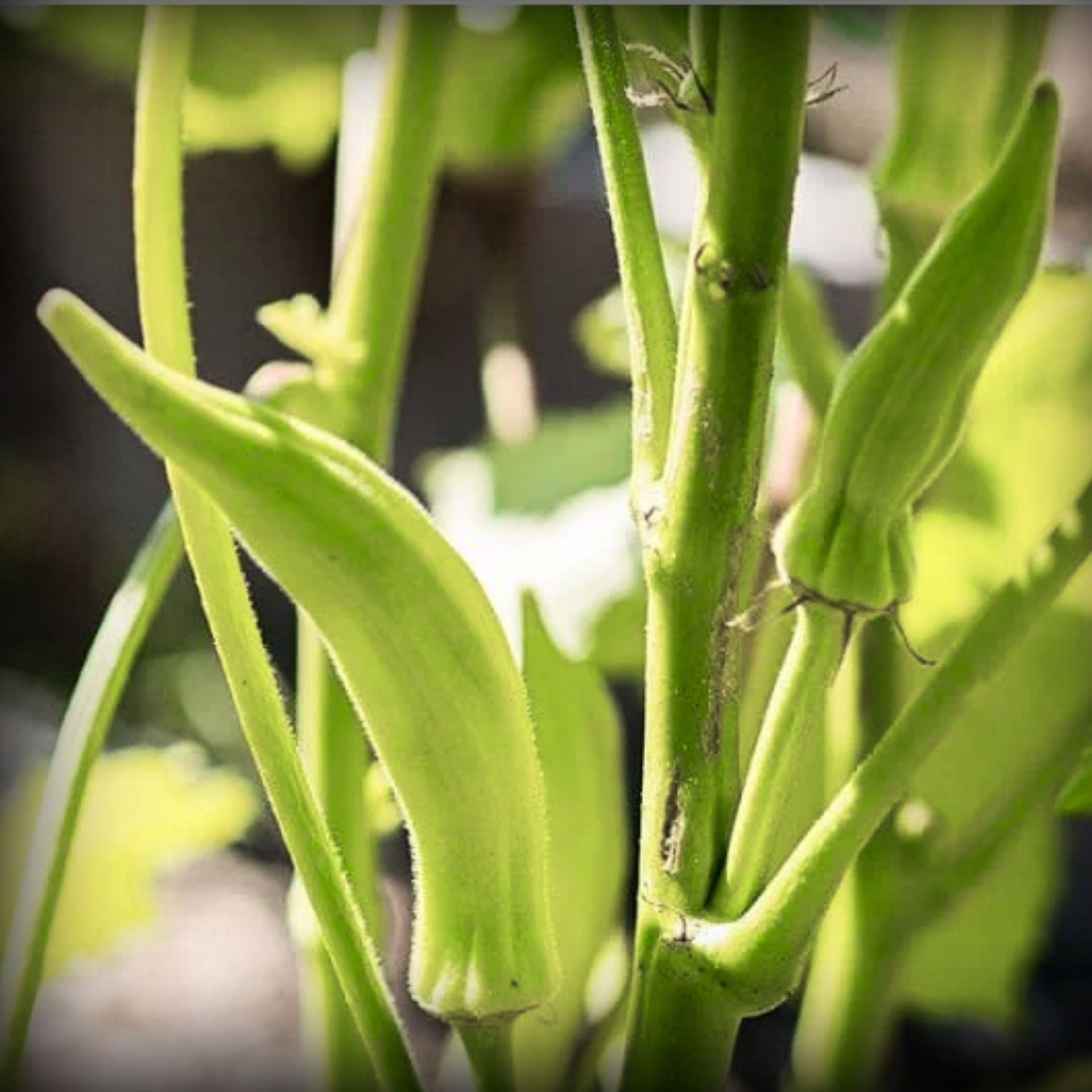 Hybrid Lady Finger Seeds - 25 Seeds
