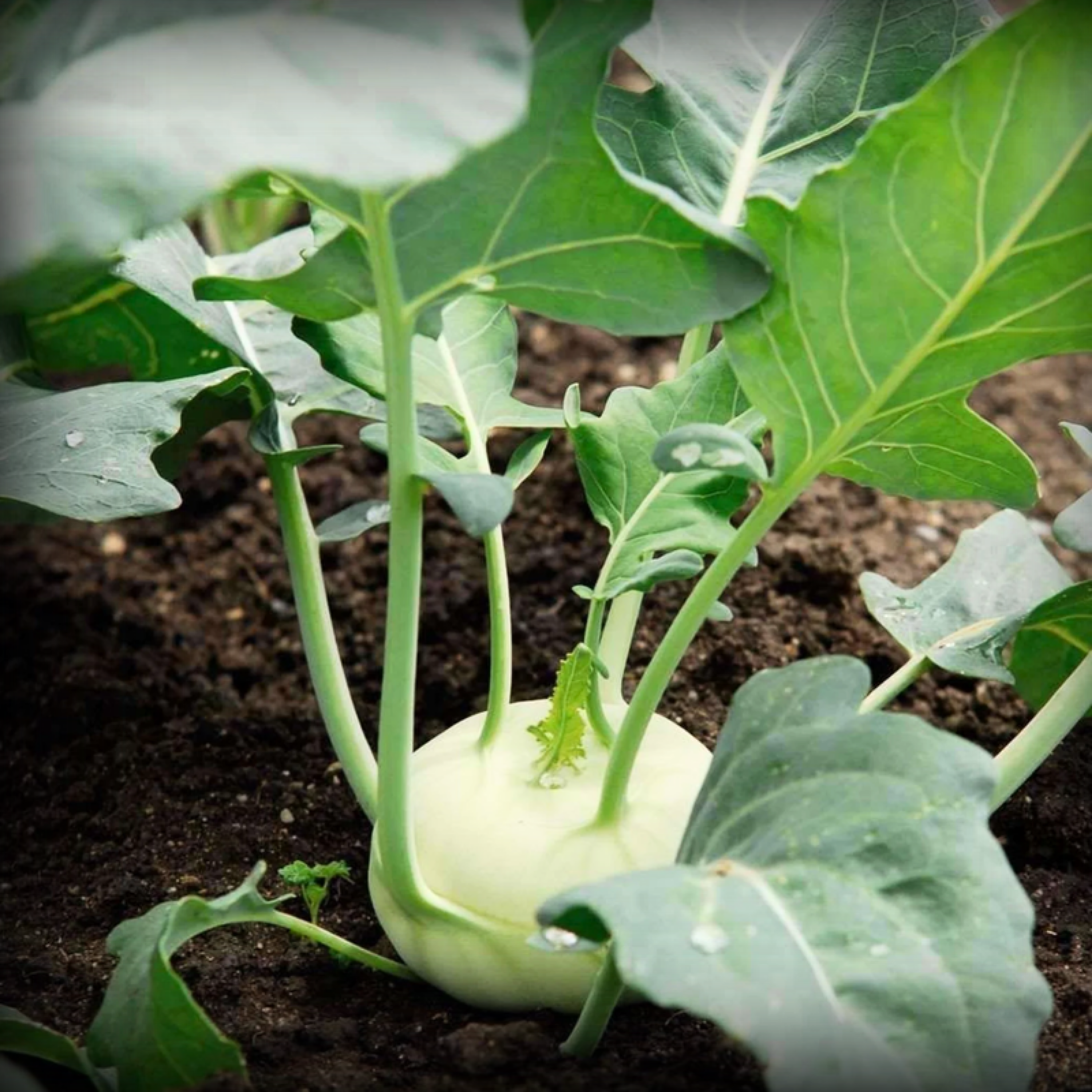 Hybrid Knol Khol Seeds - 25 Seeds