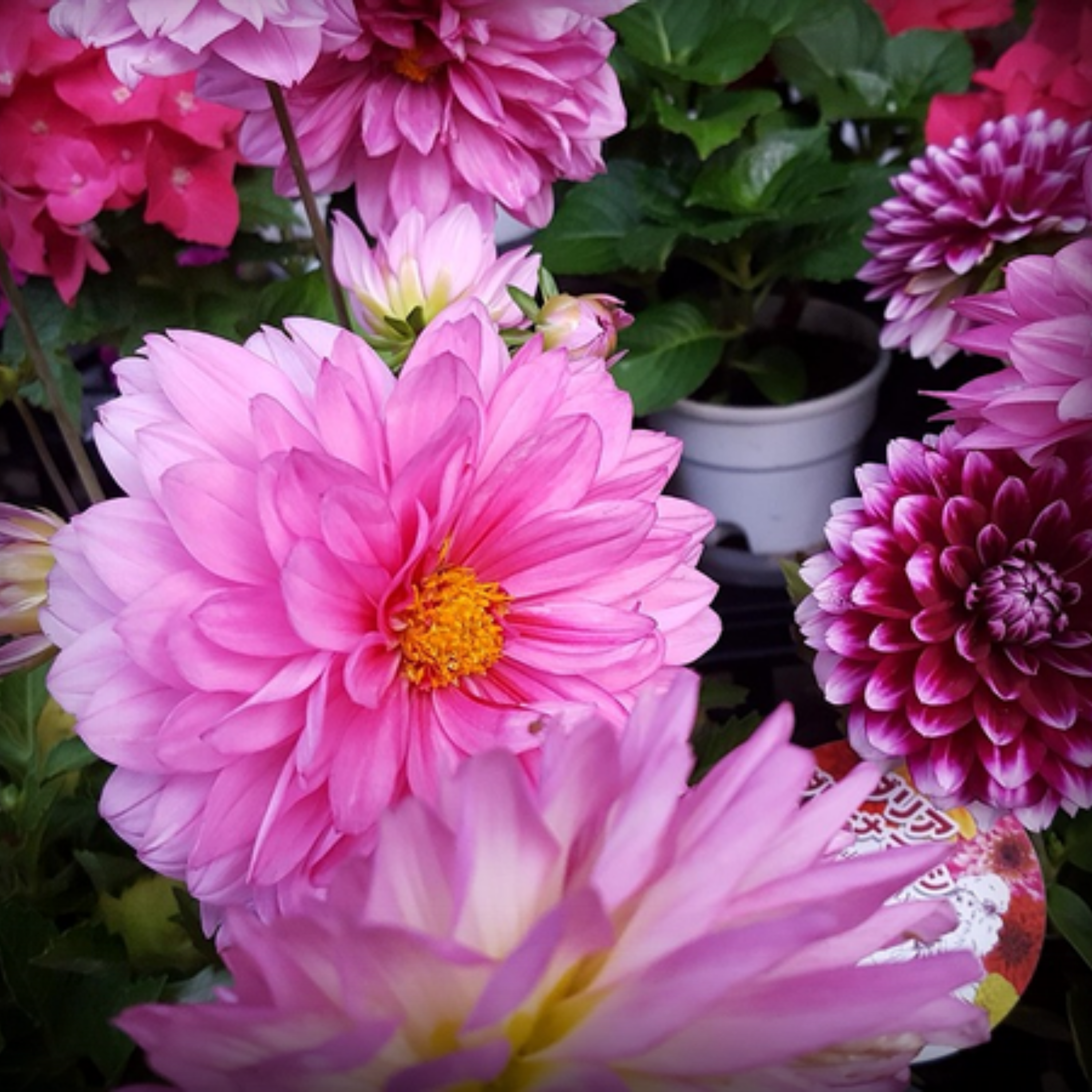 Dahlia Seeds - 50 Seeds