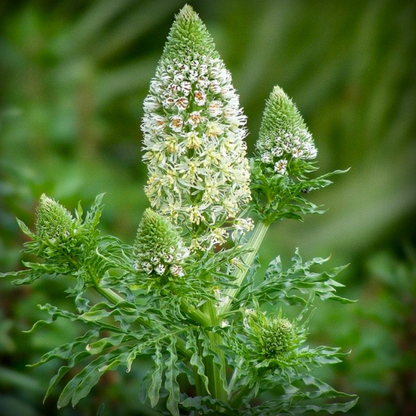 Reseda Beauty Seeds – 50 Seeds