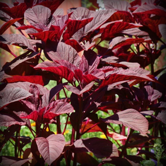 Spinach Red Seeds - 500 Seeds