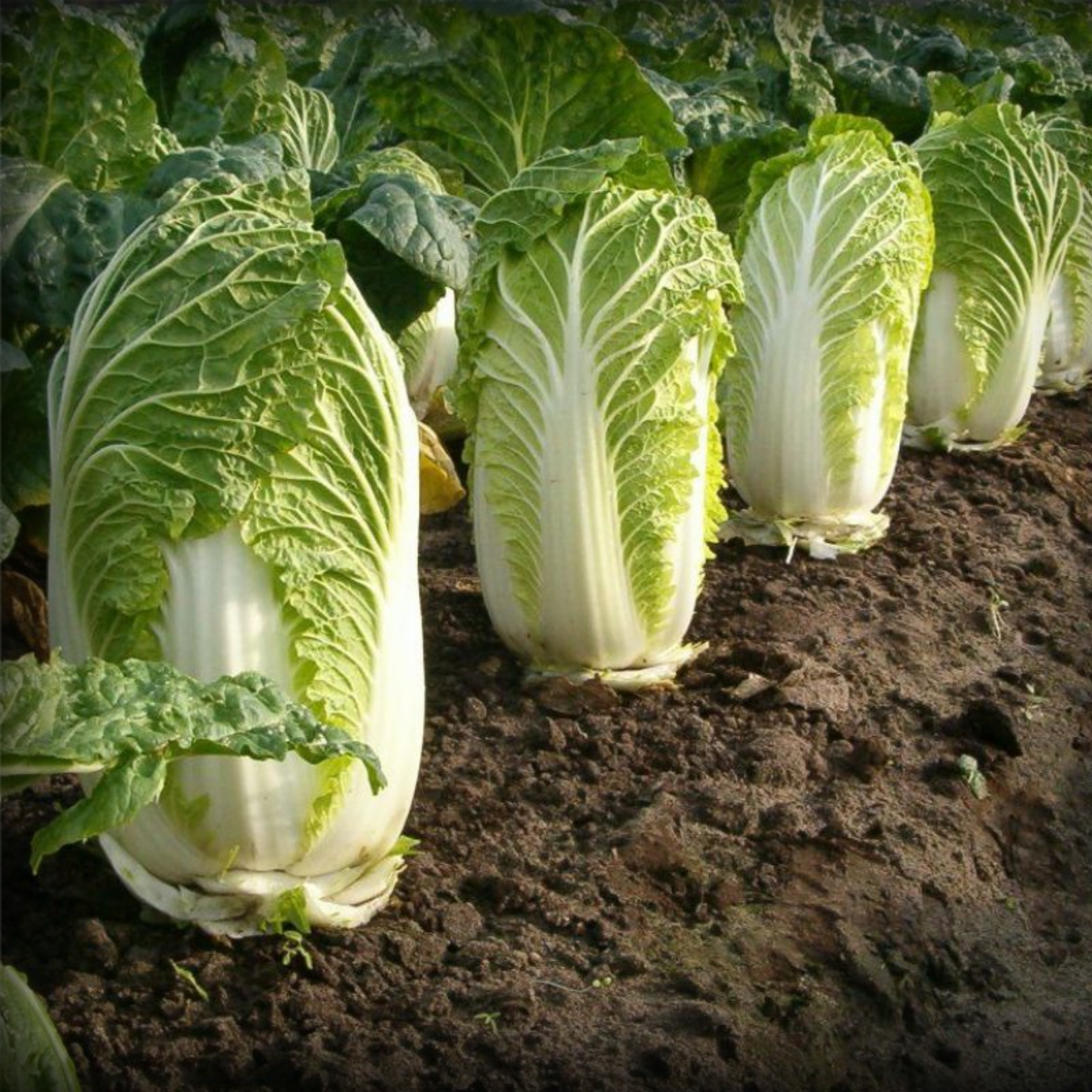Hybrid Chinese Cabbage Seeds - 20 Seeds