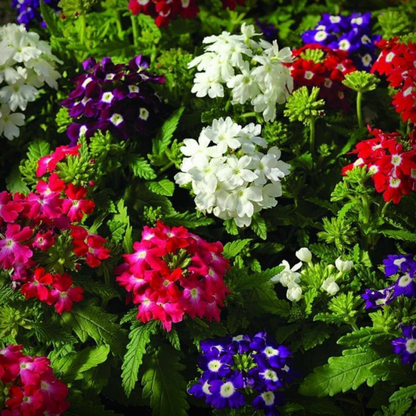 Verbena Seeds - 50 Seeds