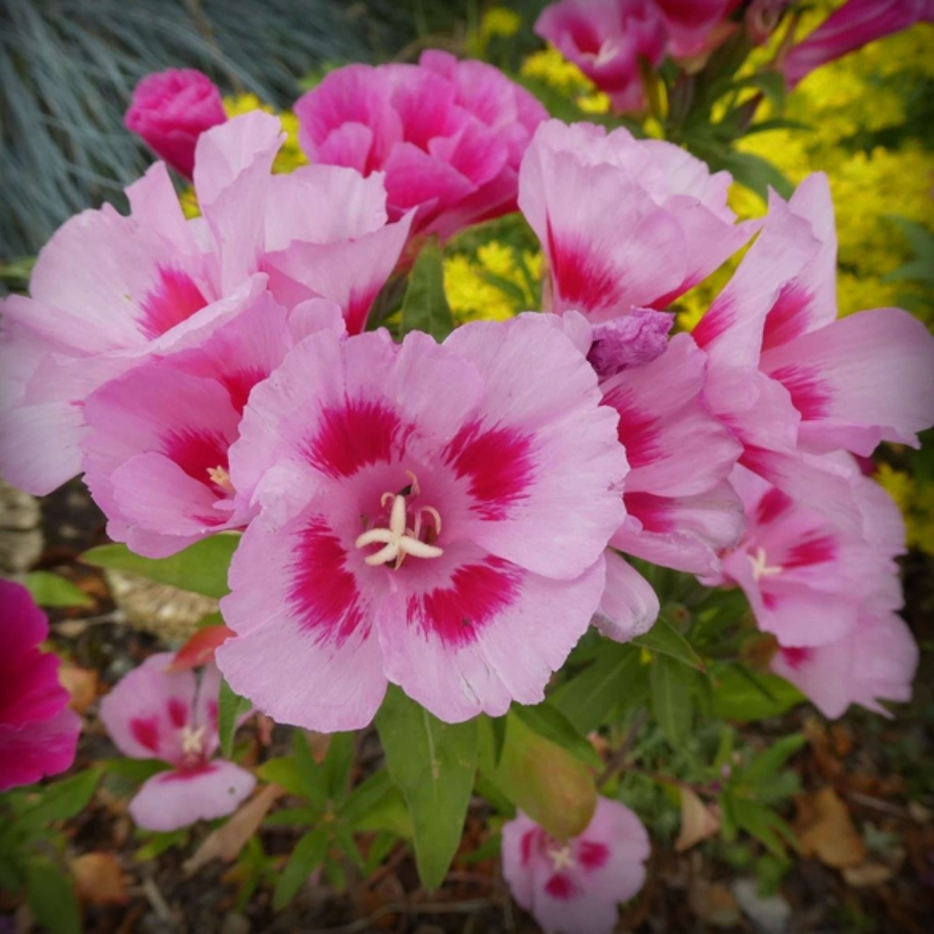 Clarkia Seed - 100 Seeds