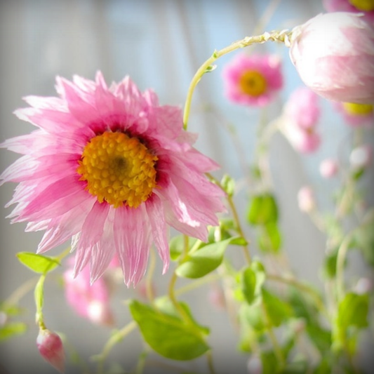 Acroclinium Flower Seeds - 50 Seeds