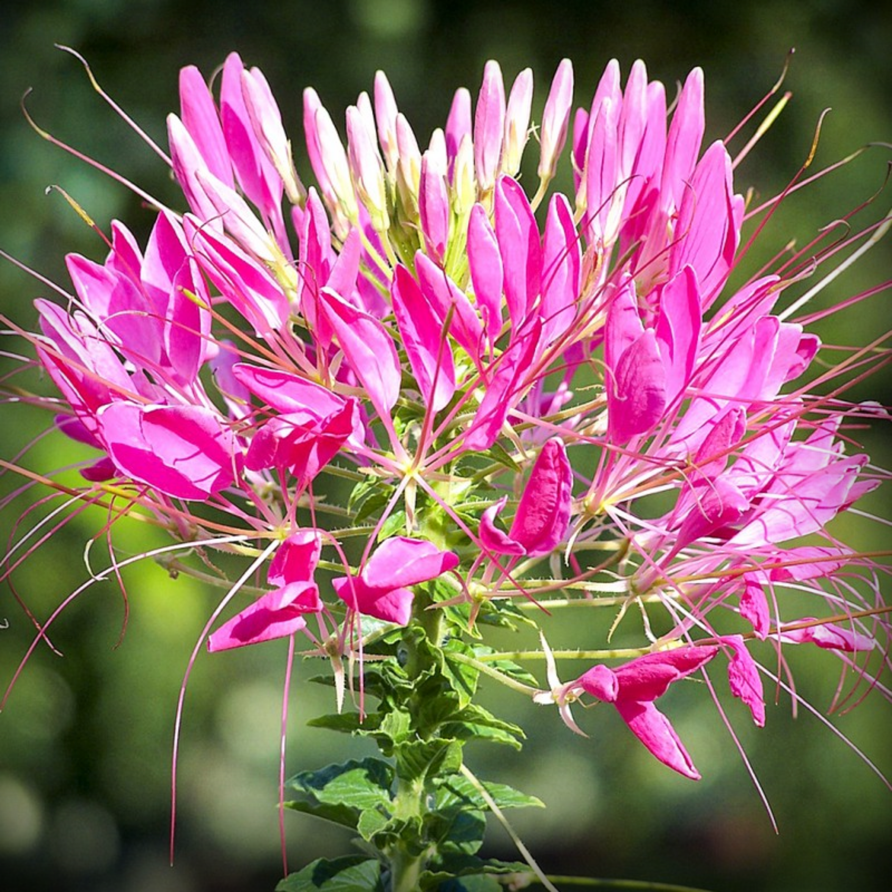 Cleome Violet Queen - 50 Seeds