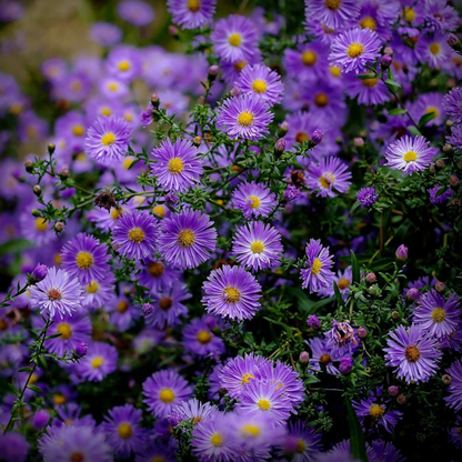Aster Flower Seeds - 50 Seeds