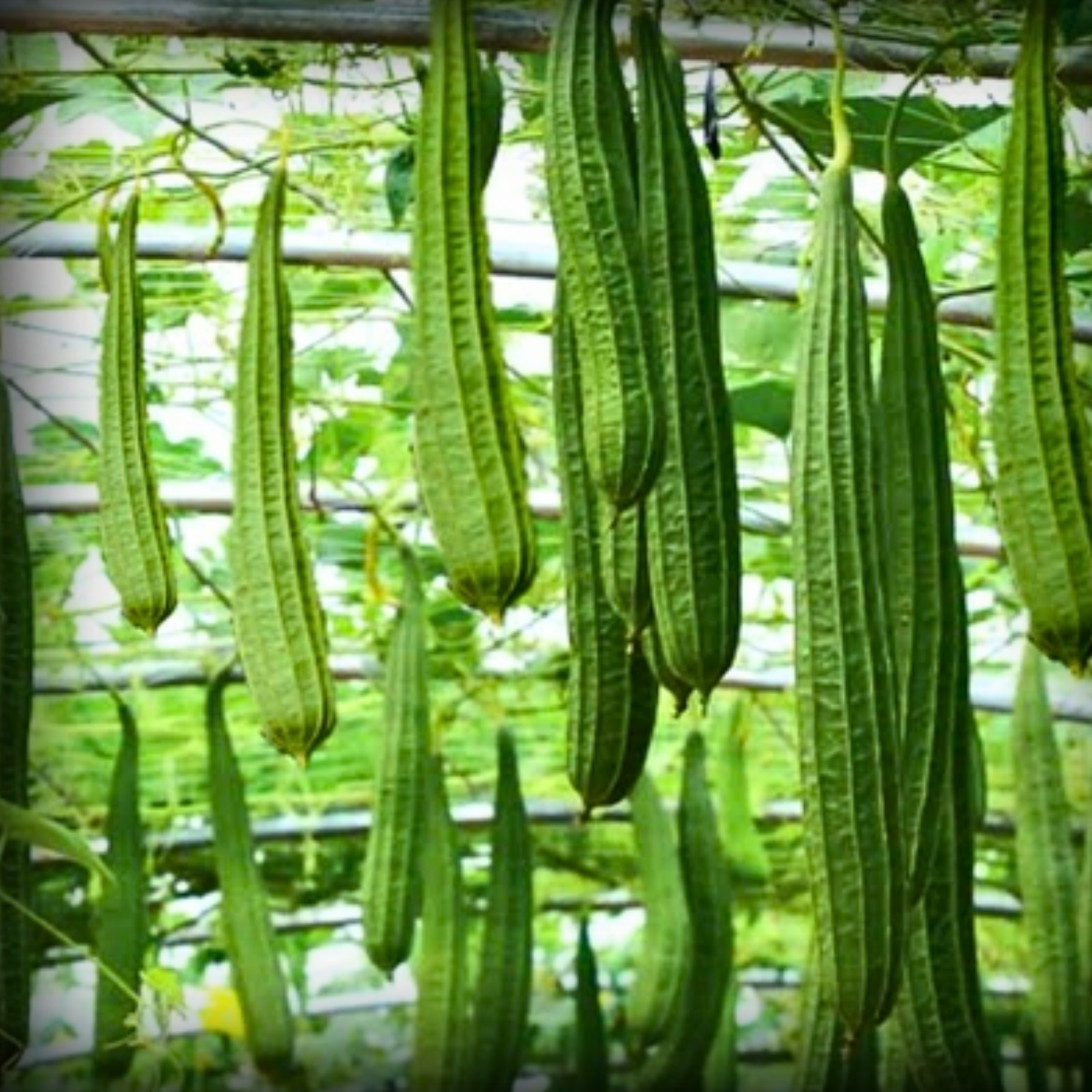 Hybrid Ridge Gourd Seeds - 10 Seeds