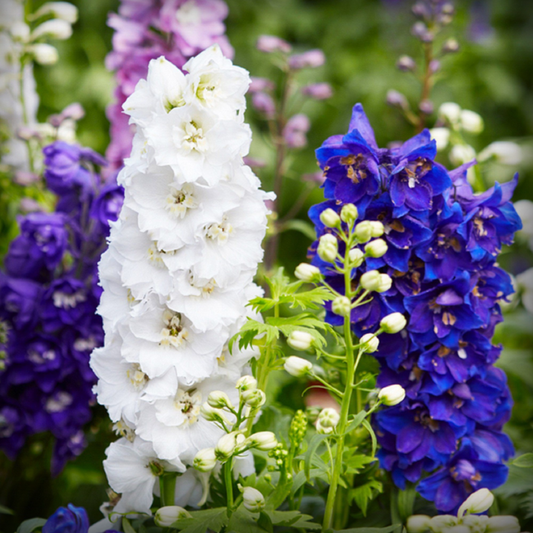 Delphinium Seed - 50 Seeds