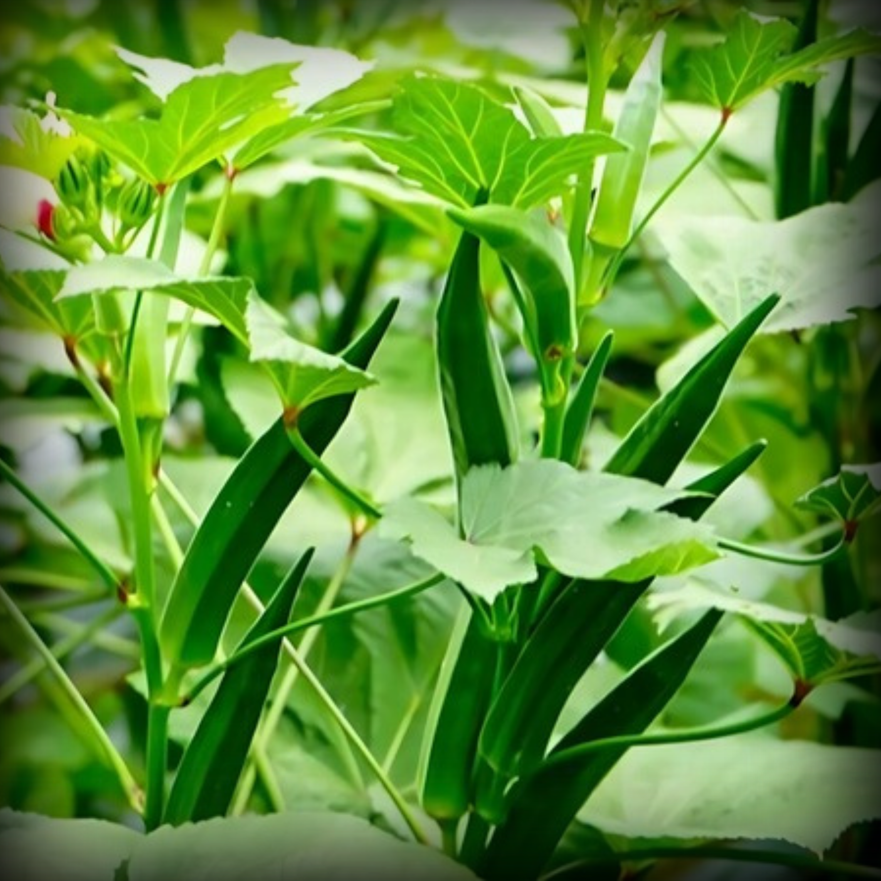Lady Finger Seeds - 50 Seeds