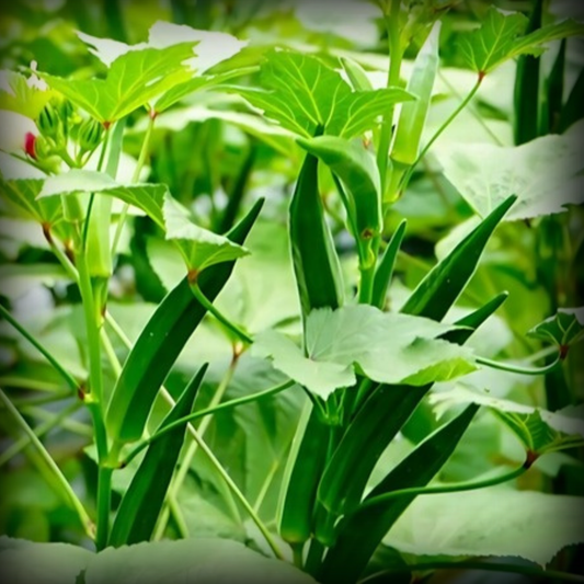 Lady Finger Seeds - 50 Seeds