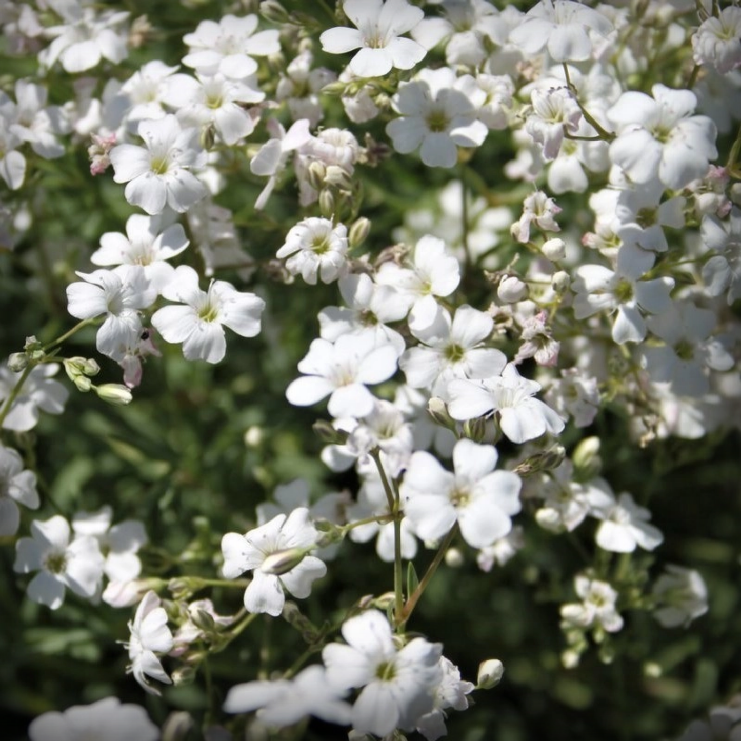 Gypsophila White Seed - 50 Seeds