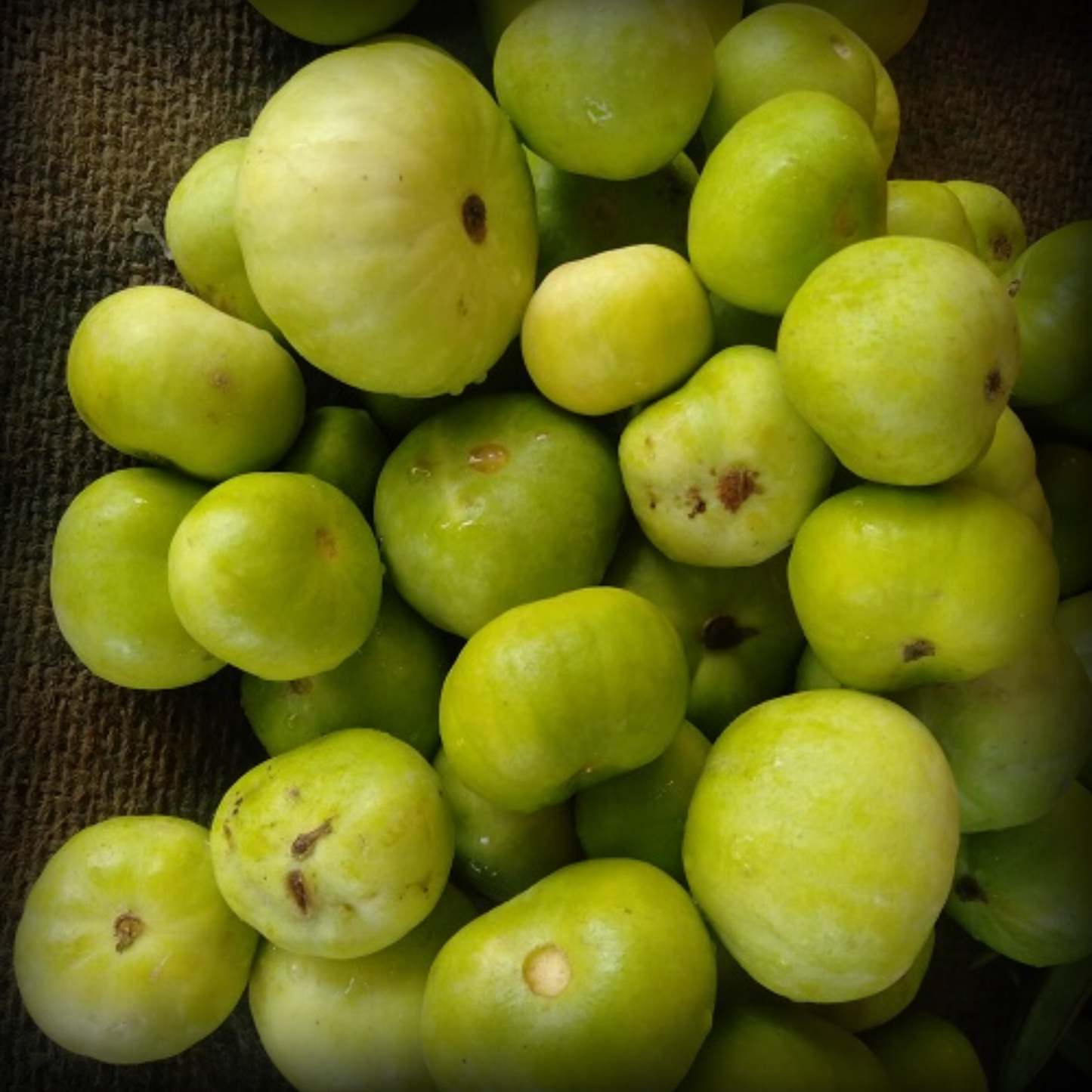Tinda Seeds - 20 Seeds