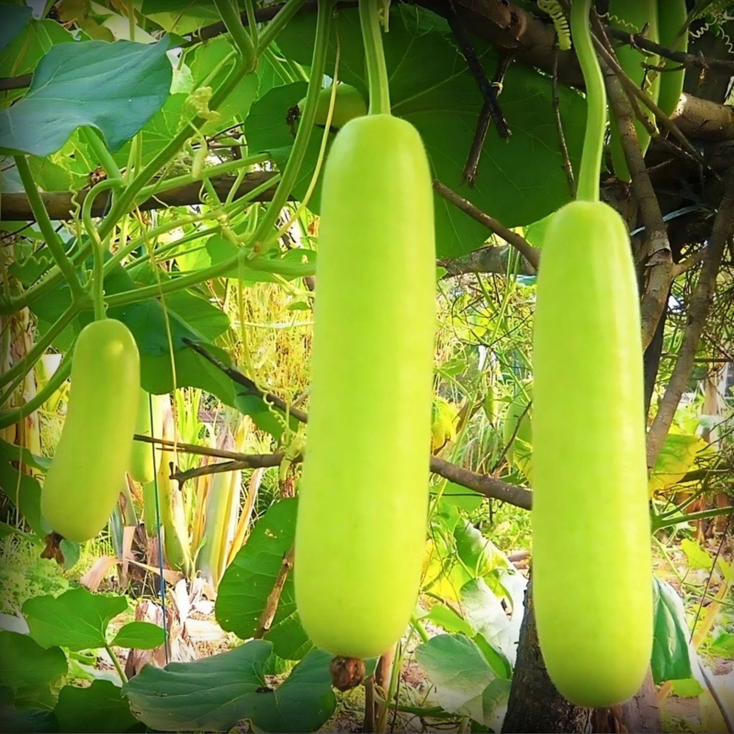Hybrid Bottle Gourd Long Seeds - 10 Seeds