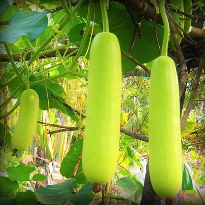 Hybrid Bottle Gourd Long Seeds - 10 Seeds