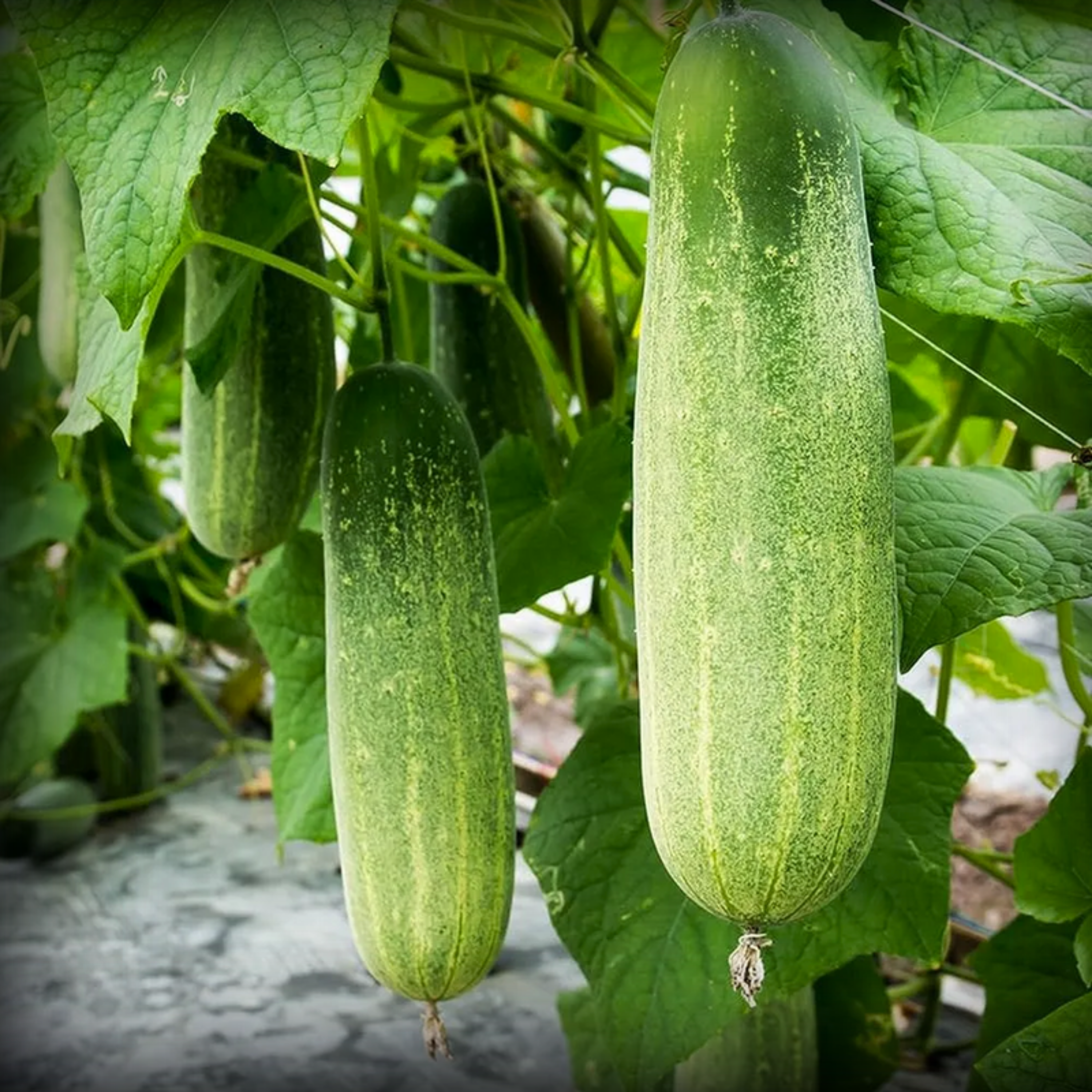 Hybrid Cucumber Seeds - 10 Seeds