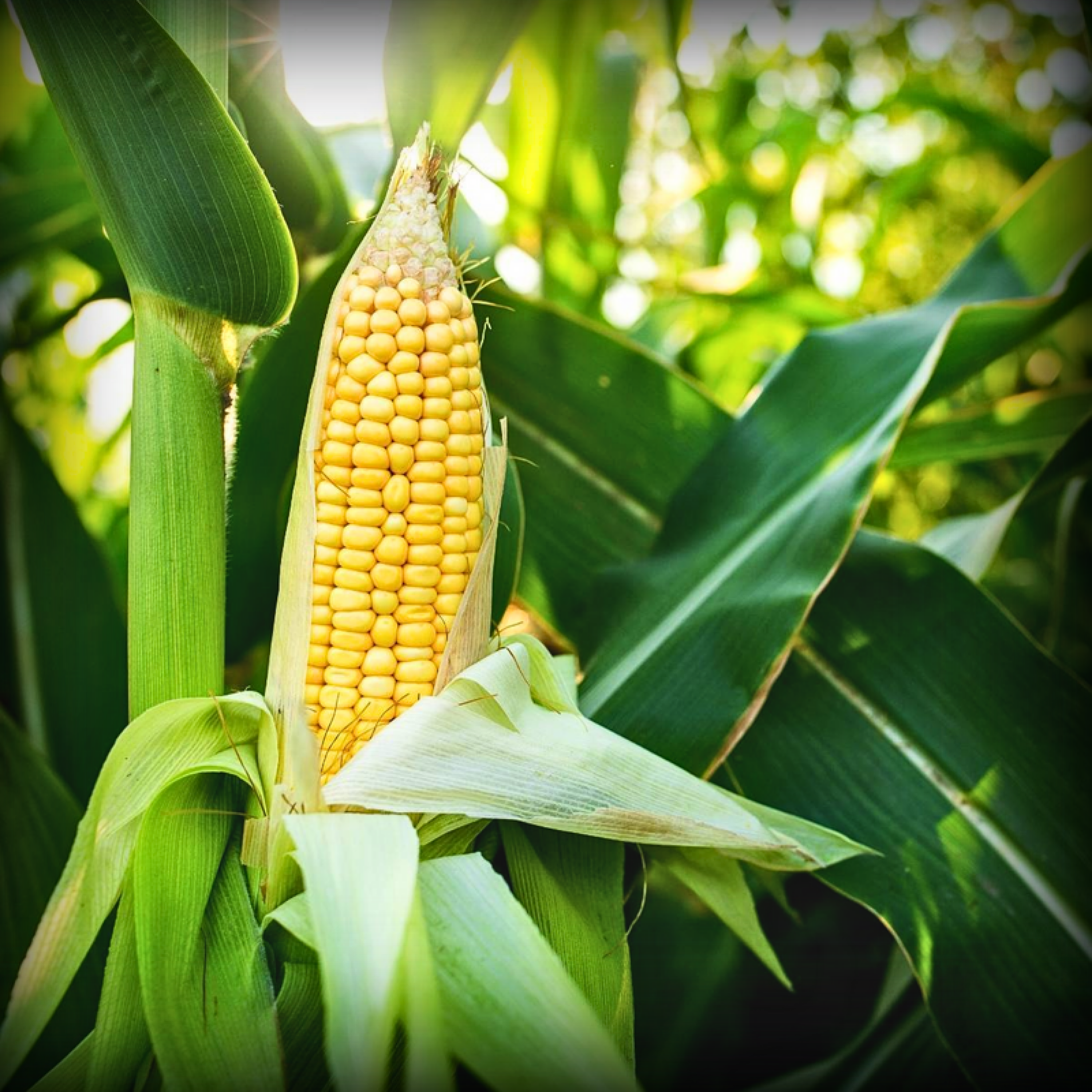 Hybrid Sweetcorn Seeds - 20 Seeds
