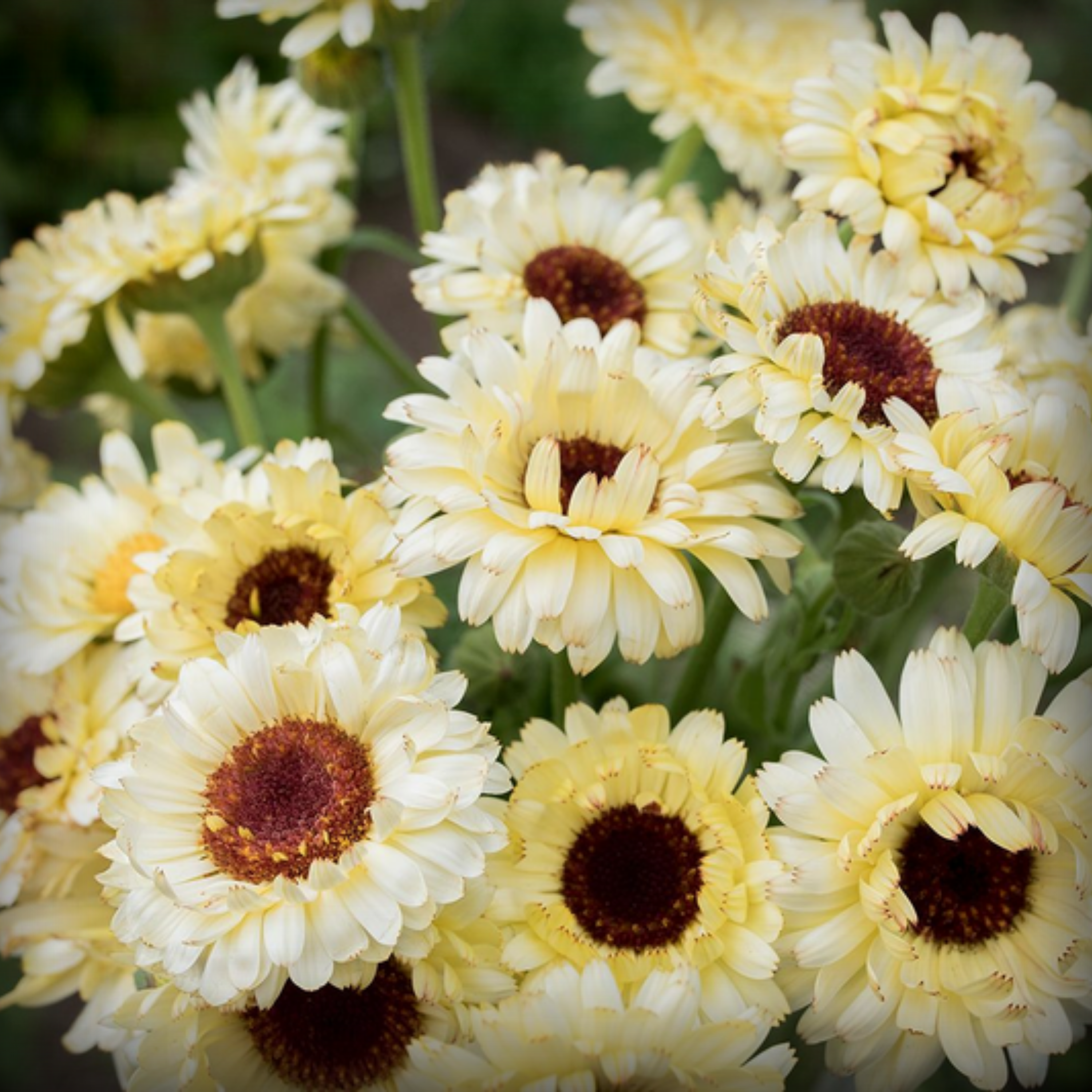 Calendula Creamy White Flower Seeds - 50 Seeds