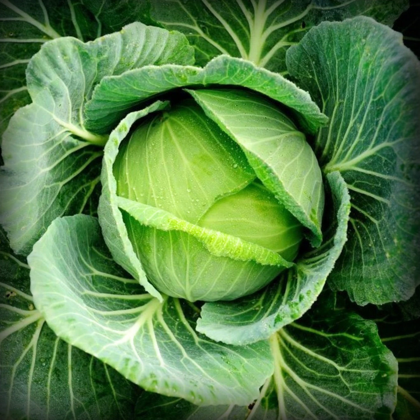 Cabbage Seeds - 50 Seeds