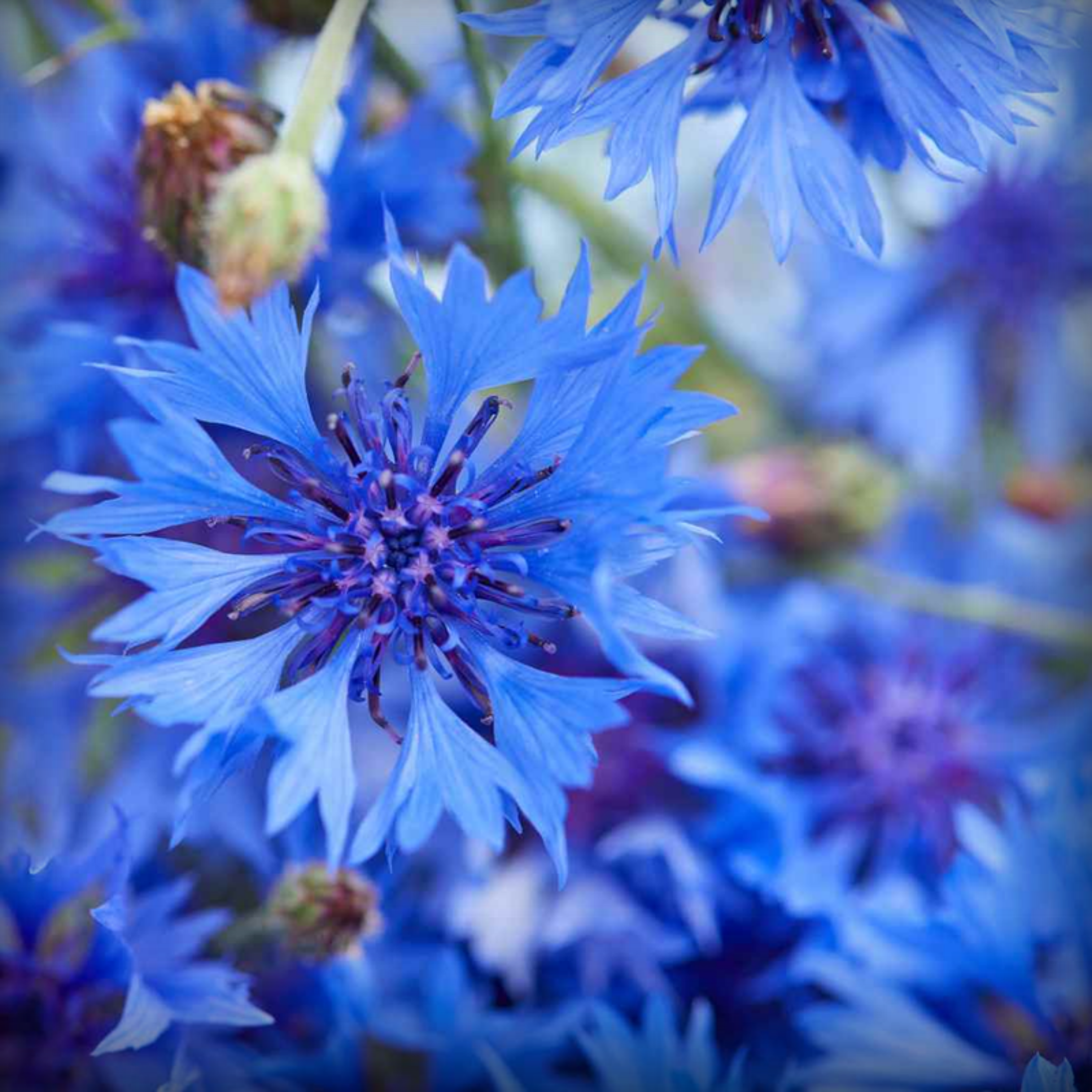 Cornflower Seed - 50 Seeds