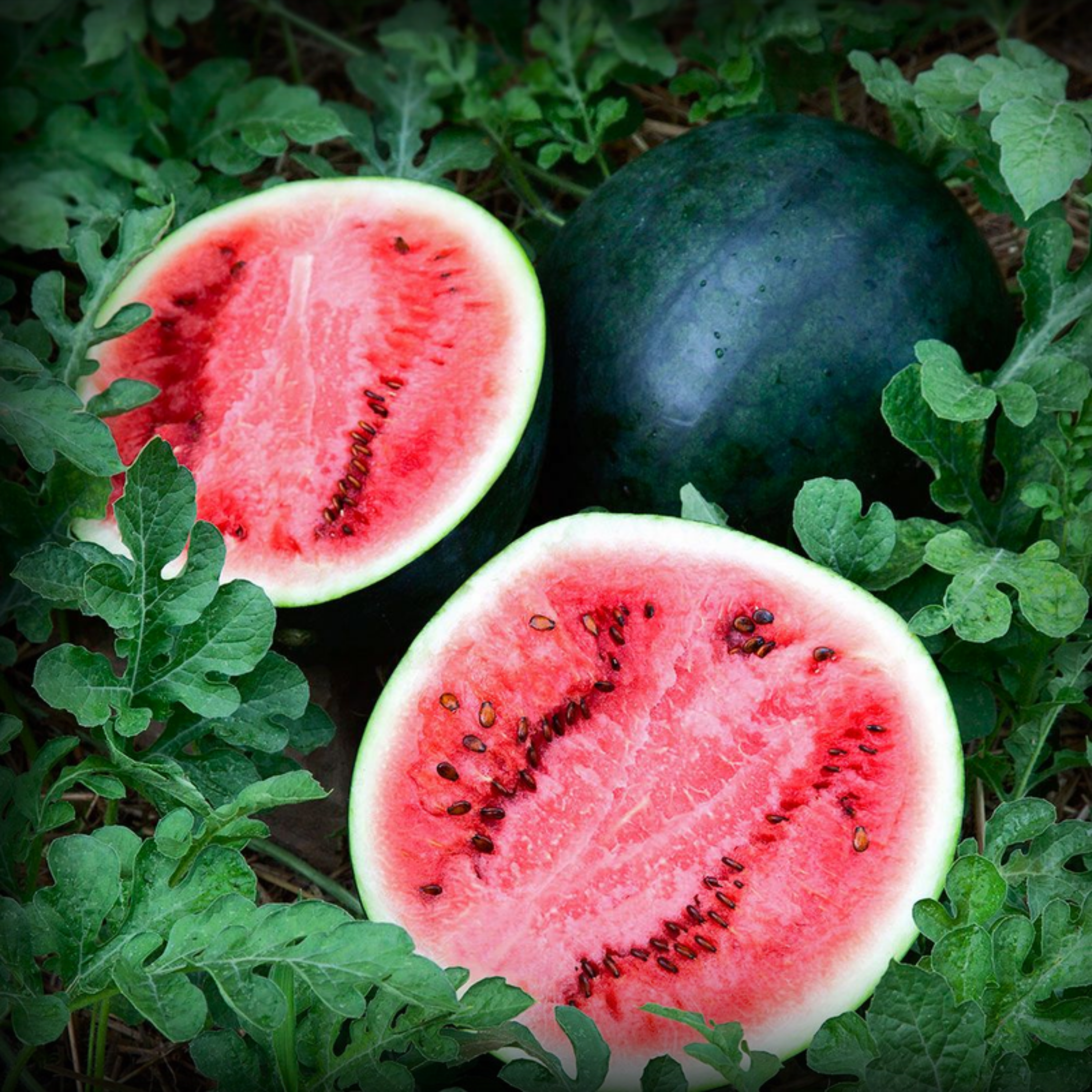 Hybrid Watermelon Black Round Seeds - 10 Seeds