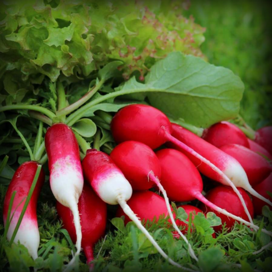 Radish Red Long - 50 Seeds