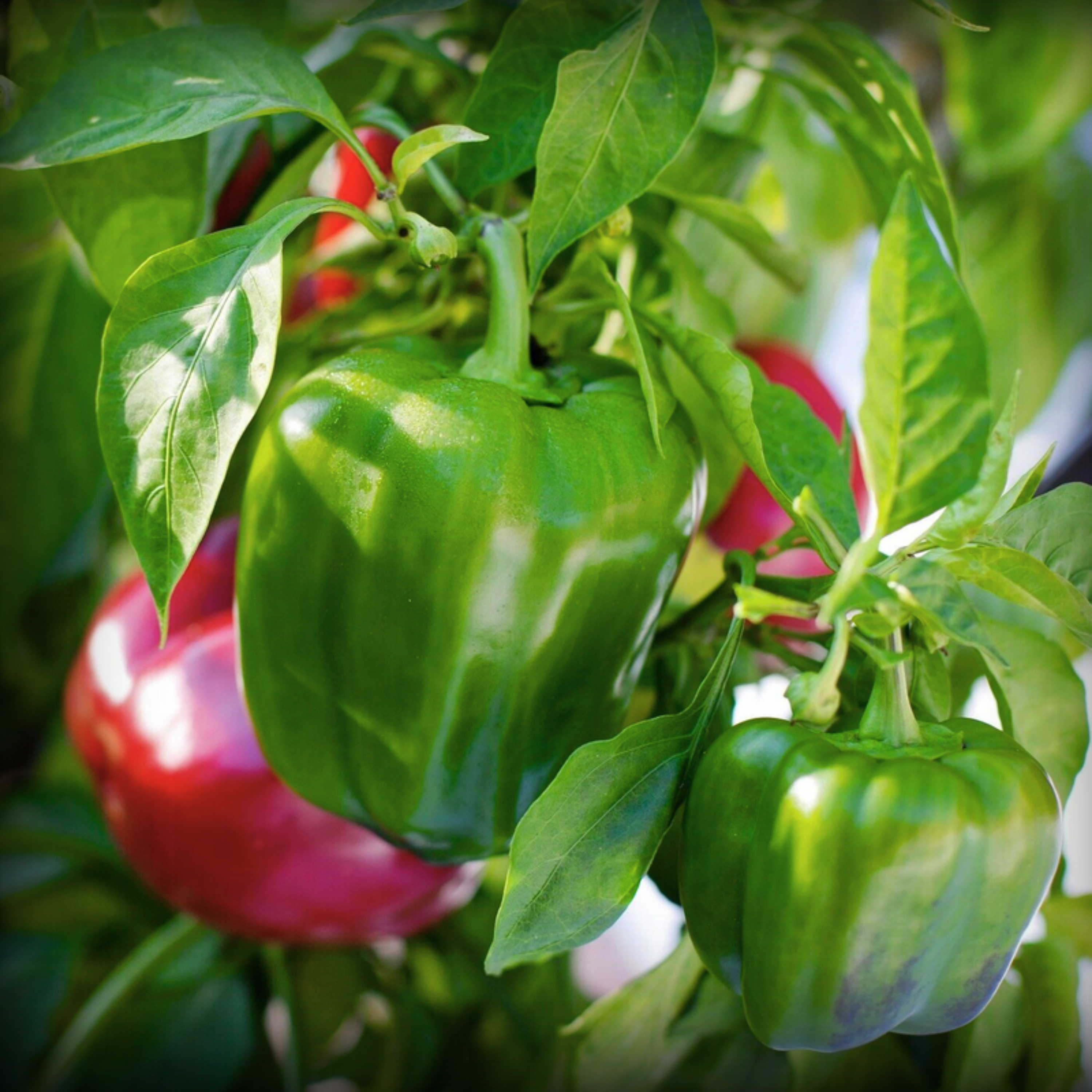Hybrid Capsicum Green Seeds - 10 Seeds
