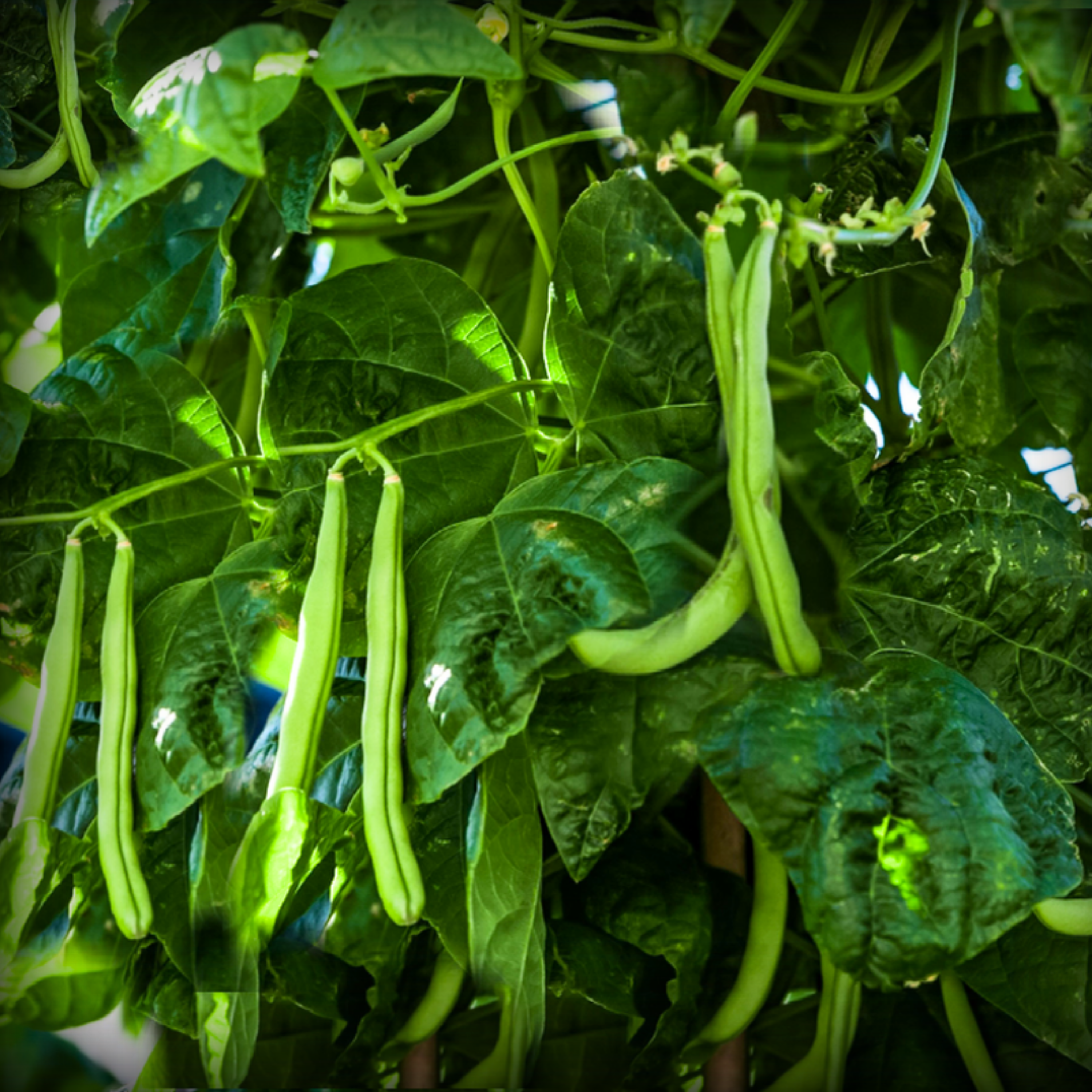 Hybrid French Beans Seeds - 10 Seeds