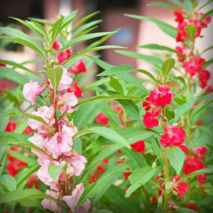 Balsam Flower Seeds - 50 Seeds