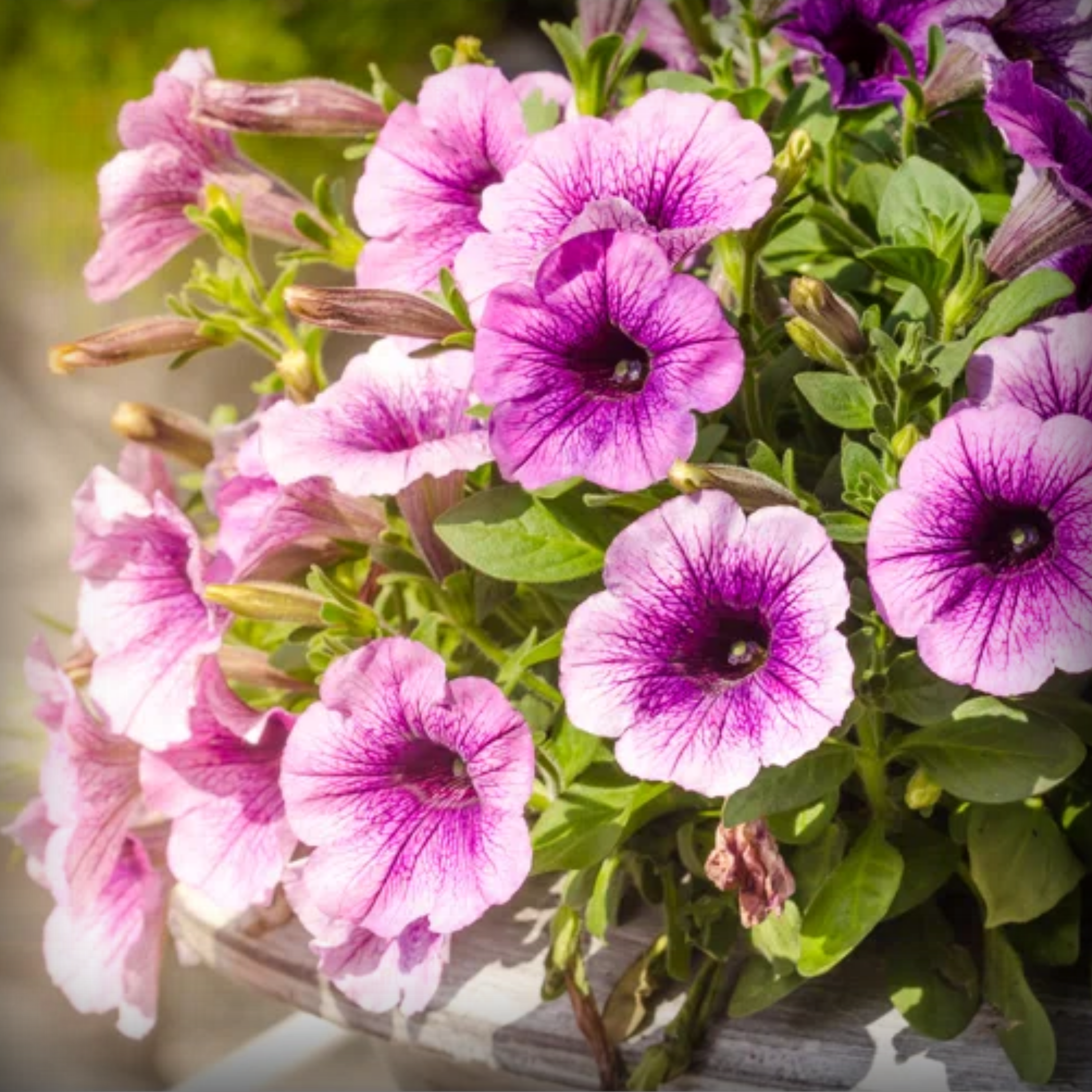 Petunia Seeds - 50 Seeds
