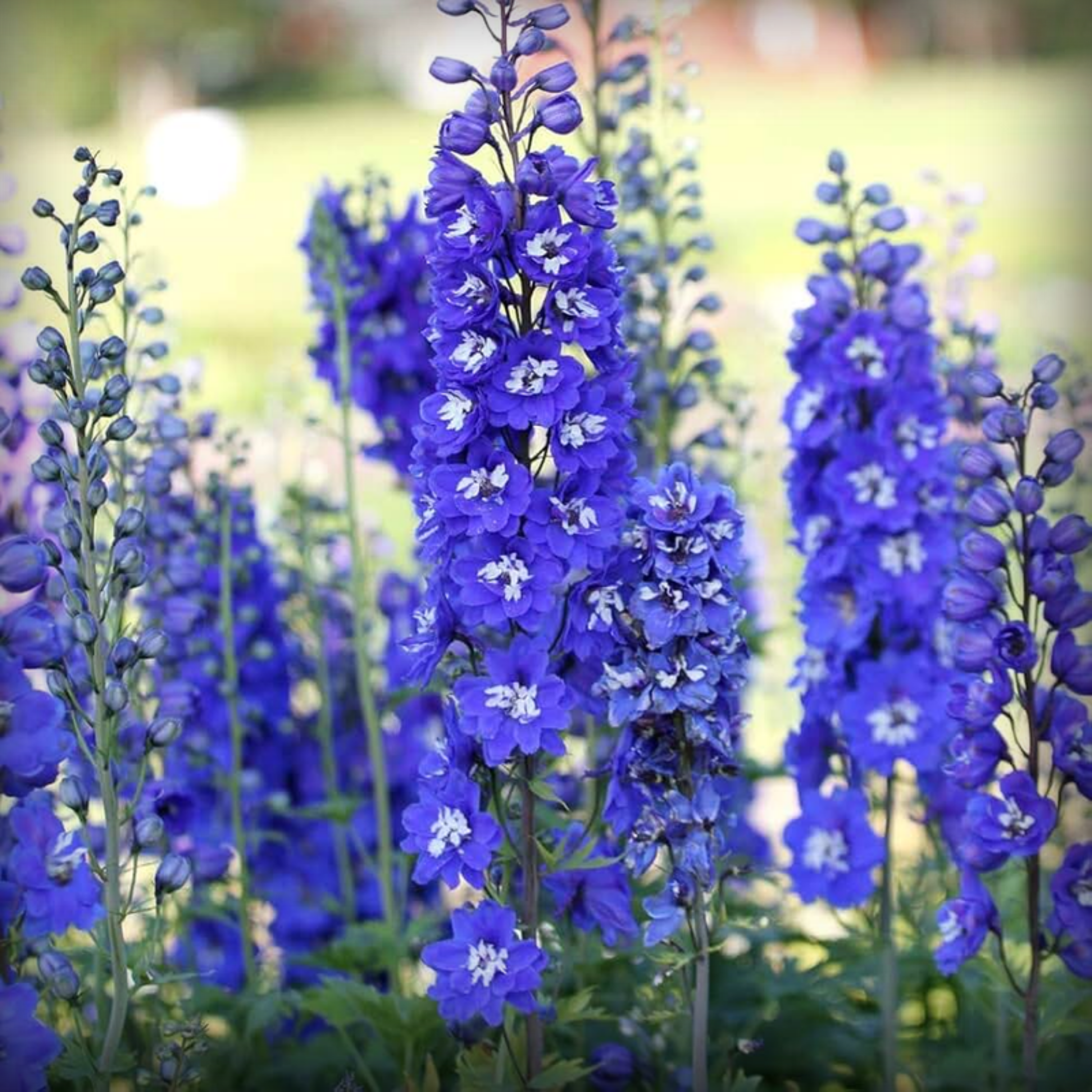 Delphinium Seeds - 50 Seeds