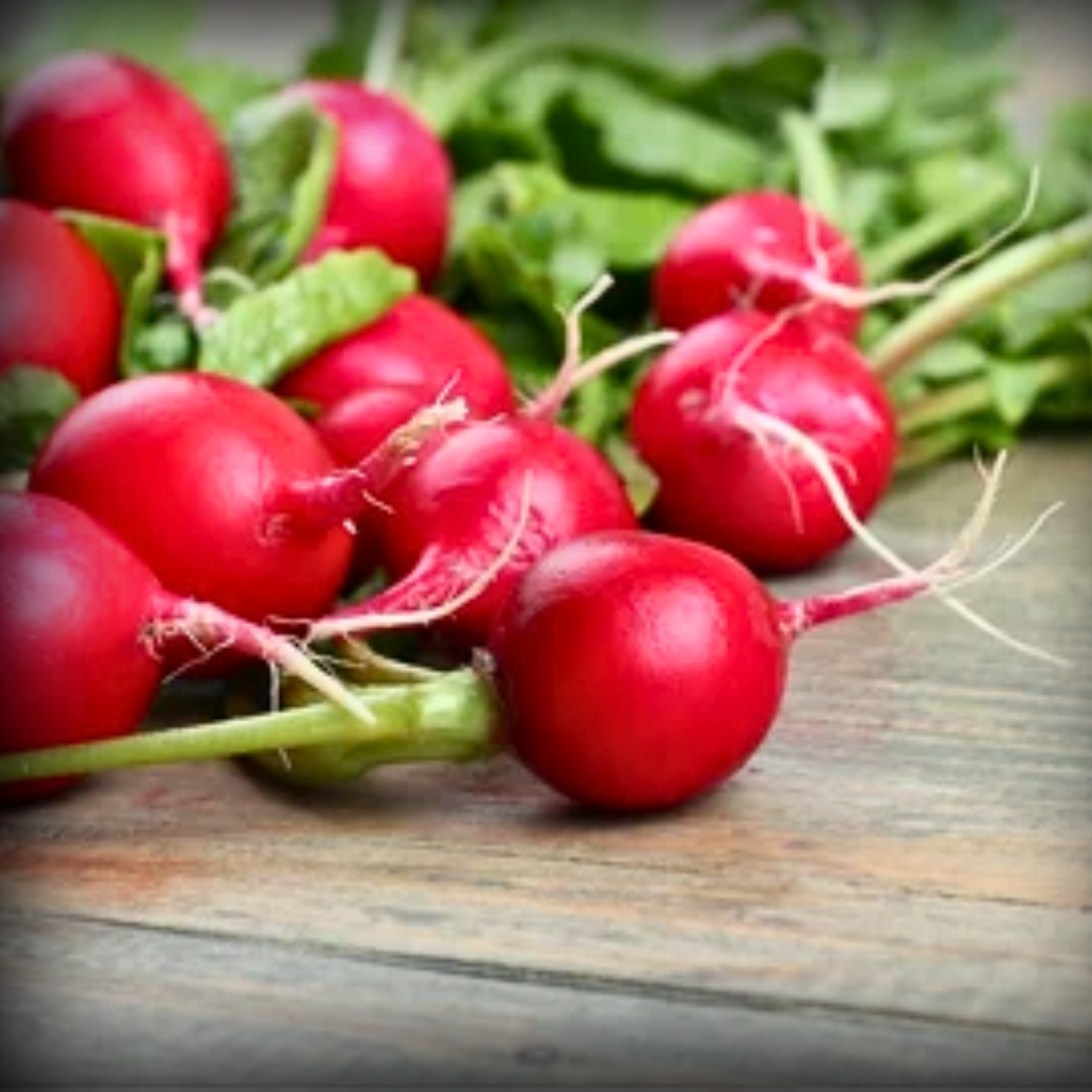 Hybrid Radish Scarlet Globe Seeds - 50 Seeds
