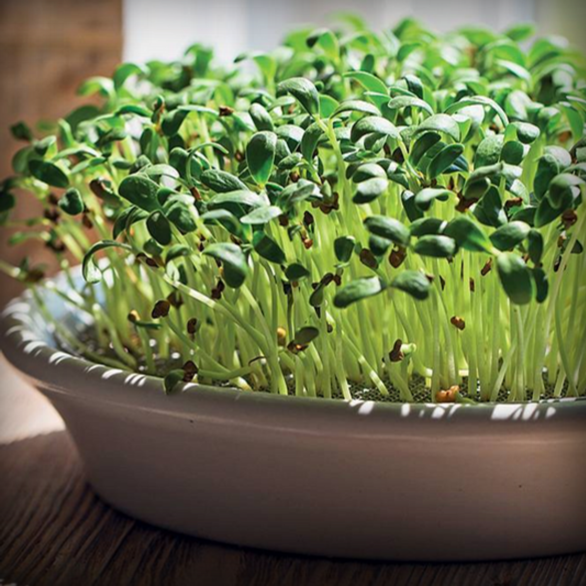 Fenugreek Microgreen Seeds – 50g