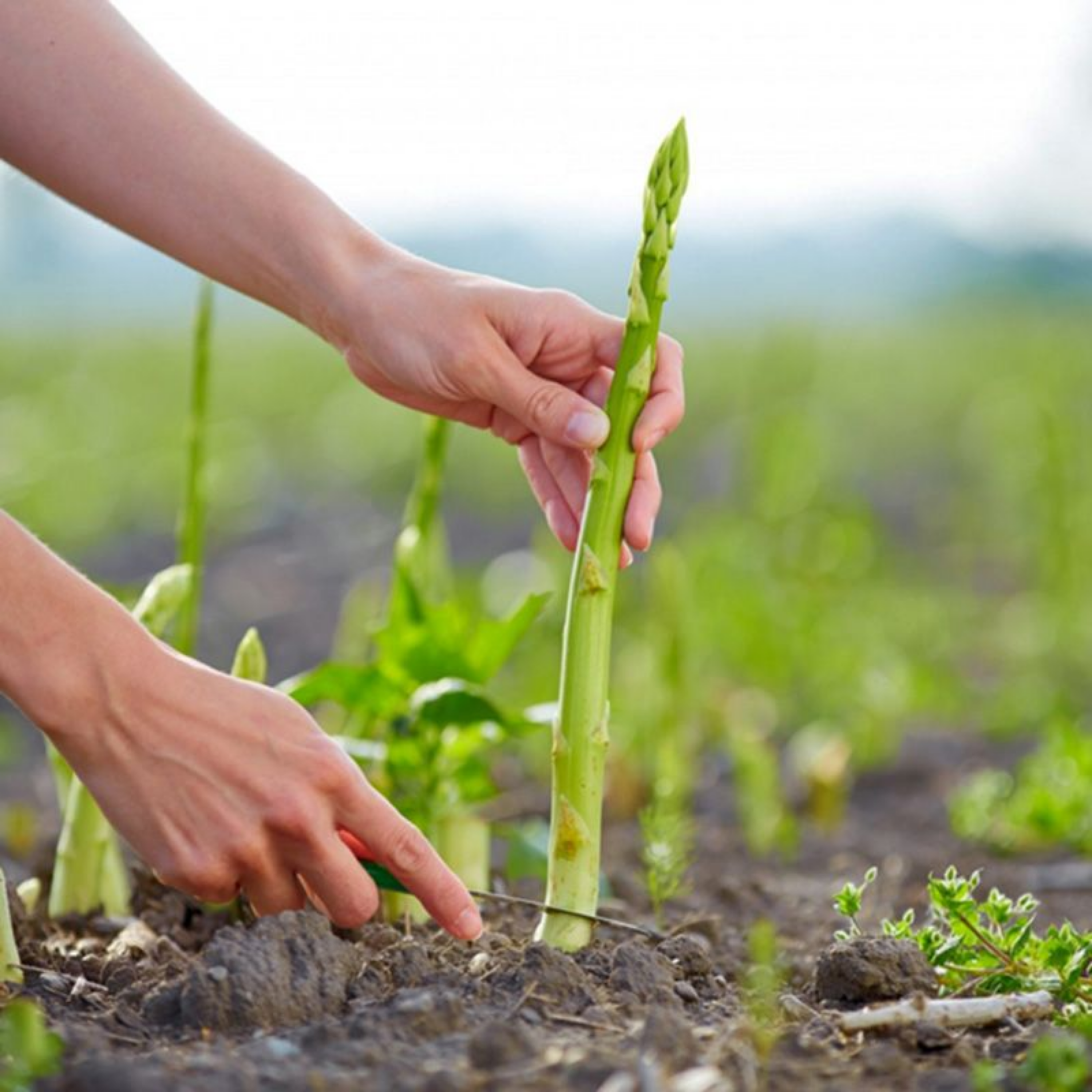 Asparagus Seeds - 20 Seeds